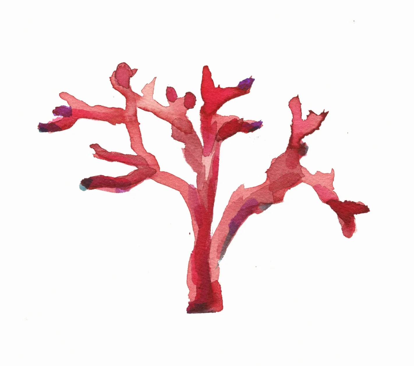Coral Rojo