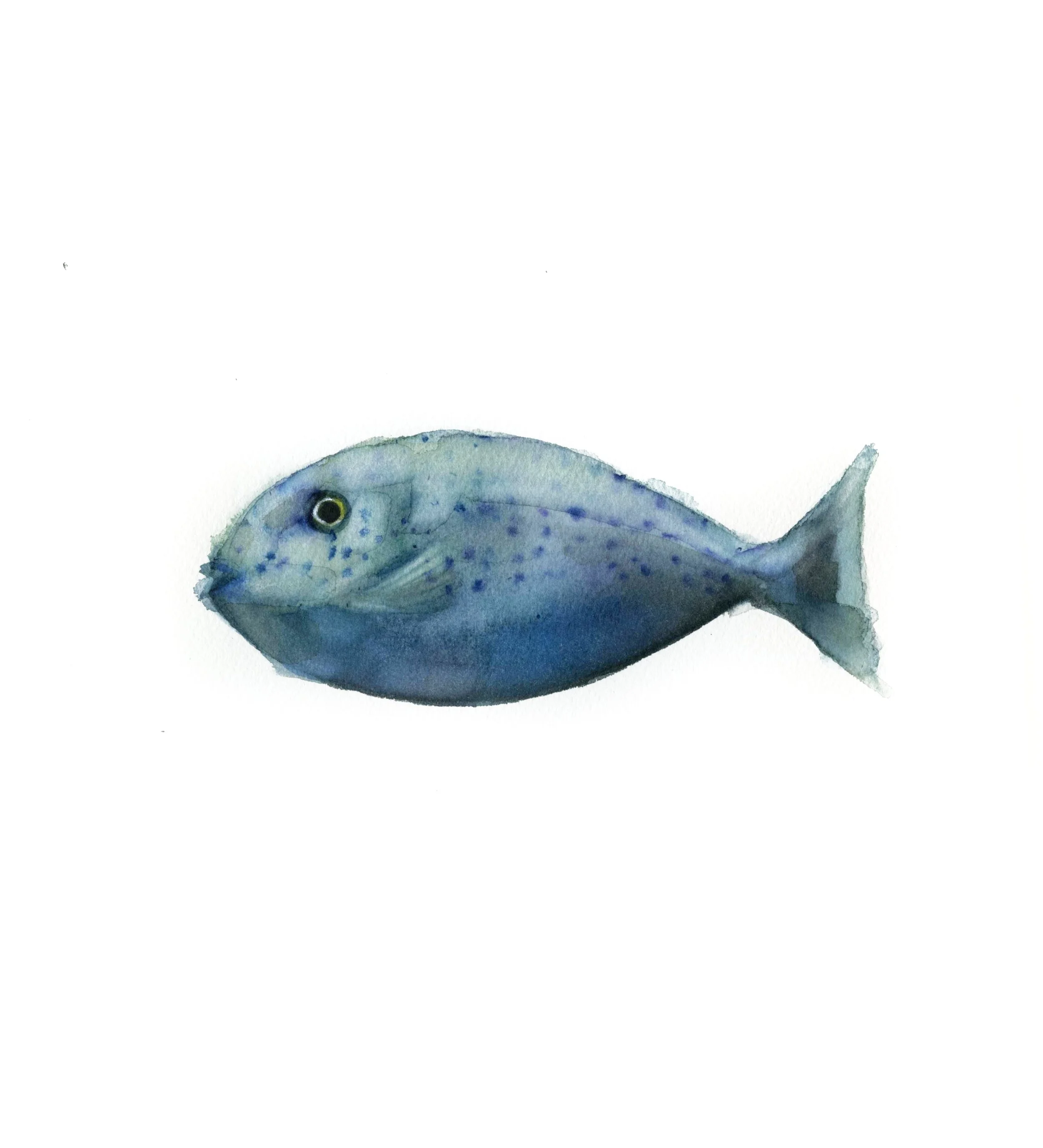 Pez Cirujano (Pez 24)