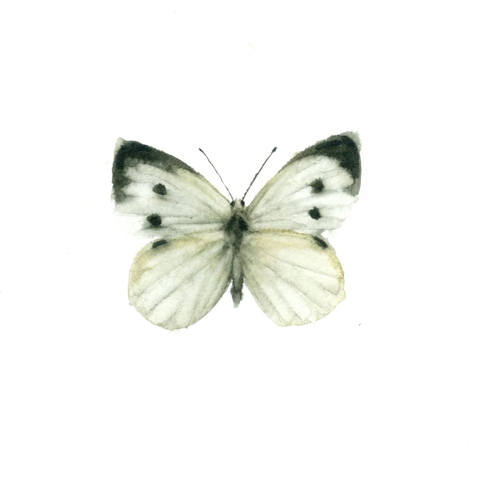 Mariposa