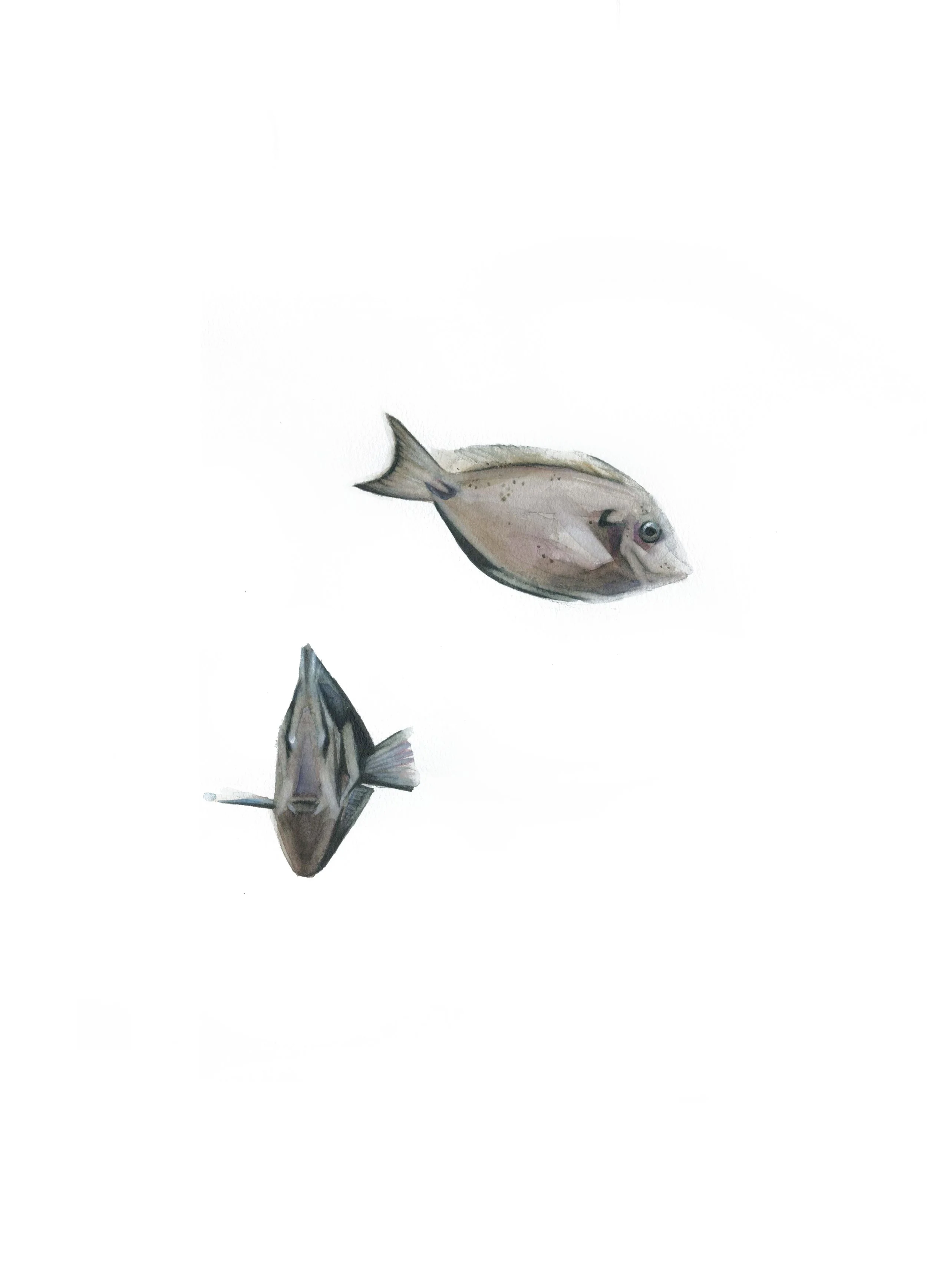 peces cirujano.jpg