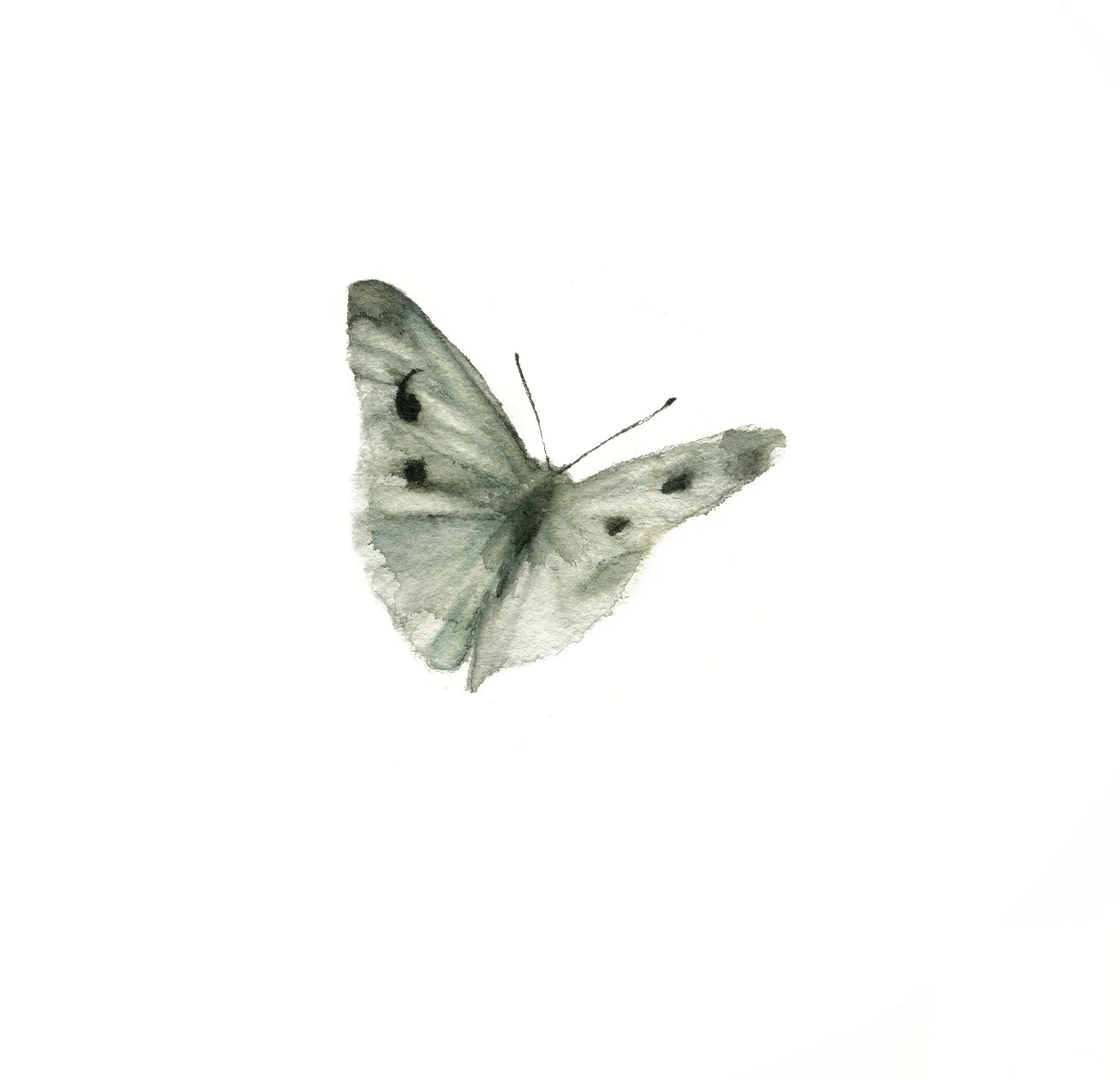 Mariposa