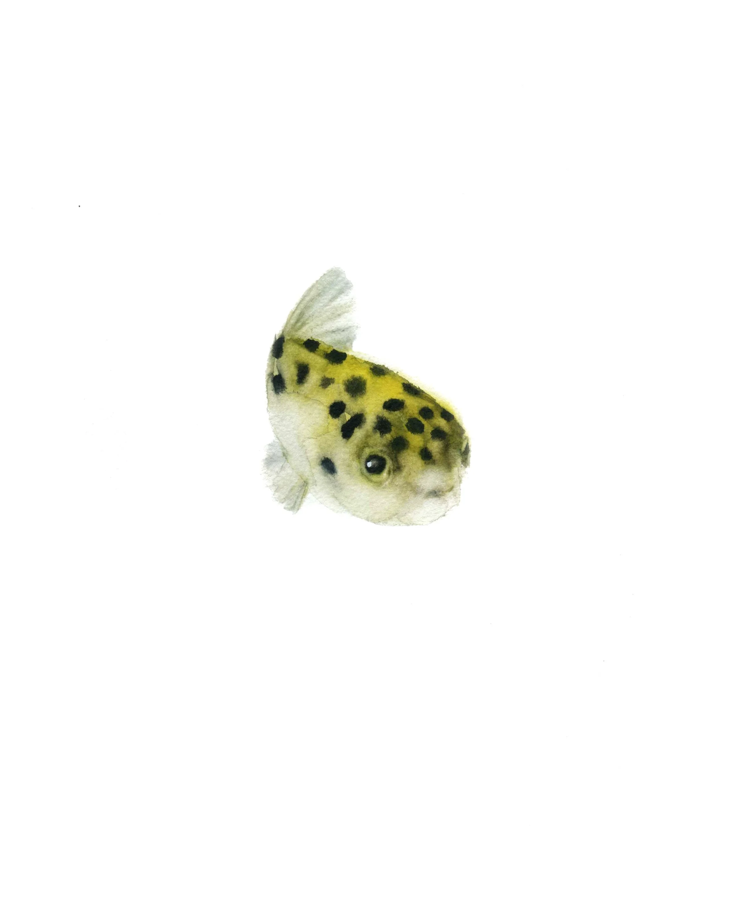 PEZ GLOBO LEOPARDO.jpg
