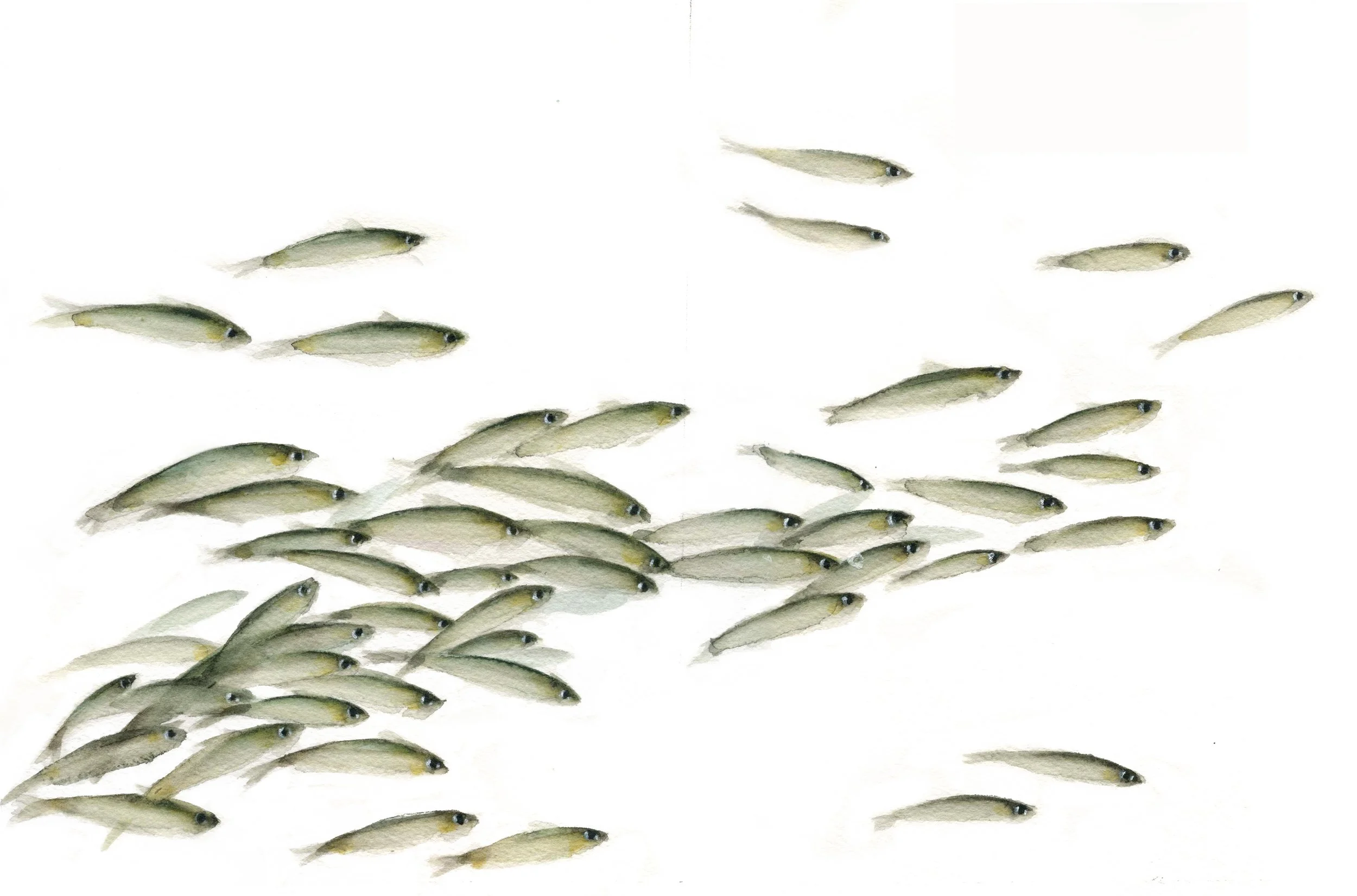 Peces