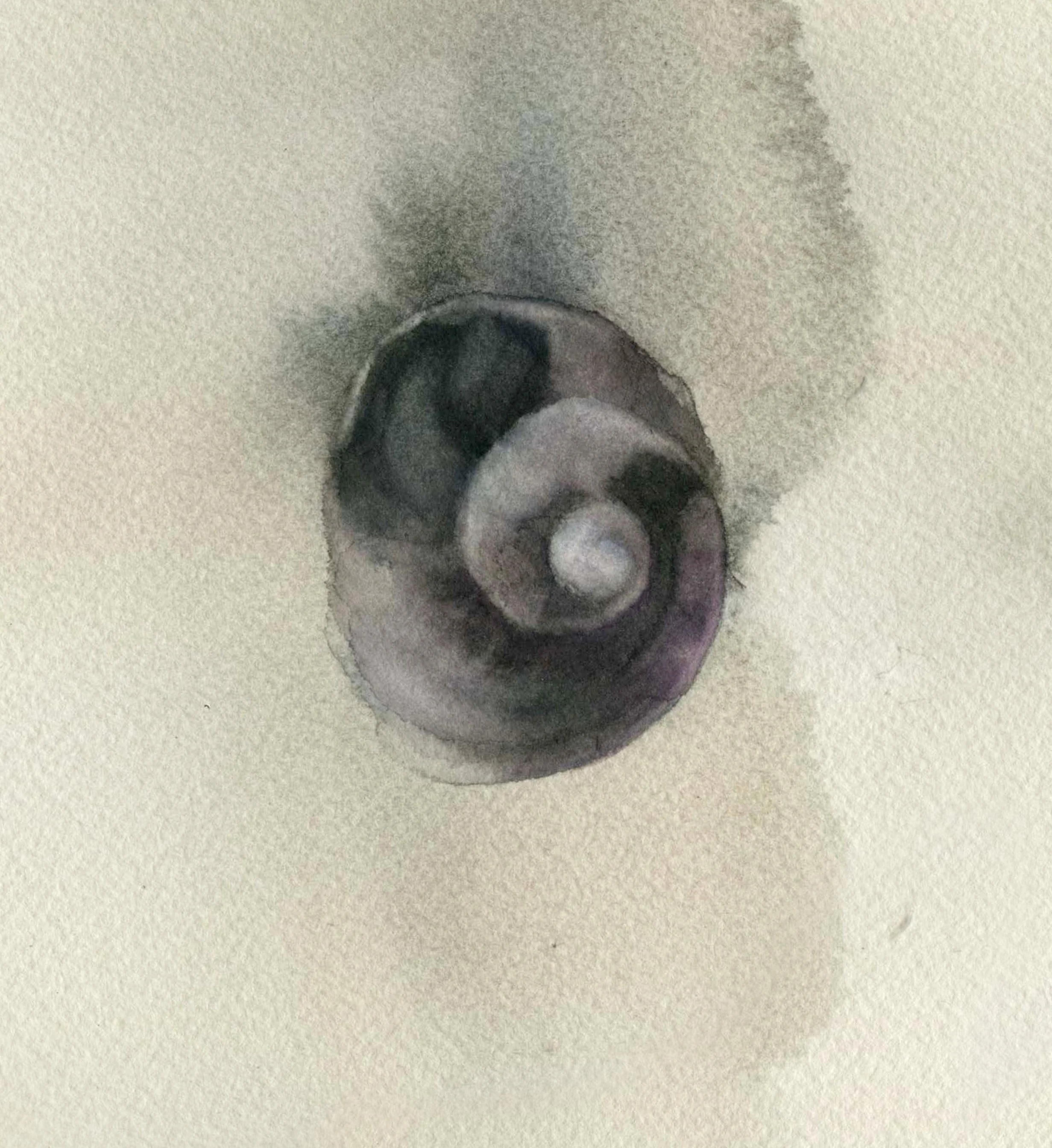17. (caracola).jpg