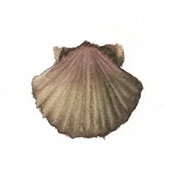 71 ( galerna 2)11,5 x 12.jpg