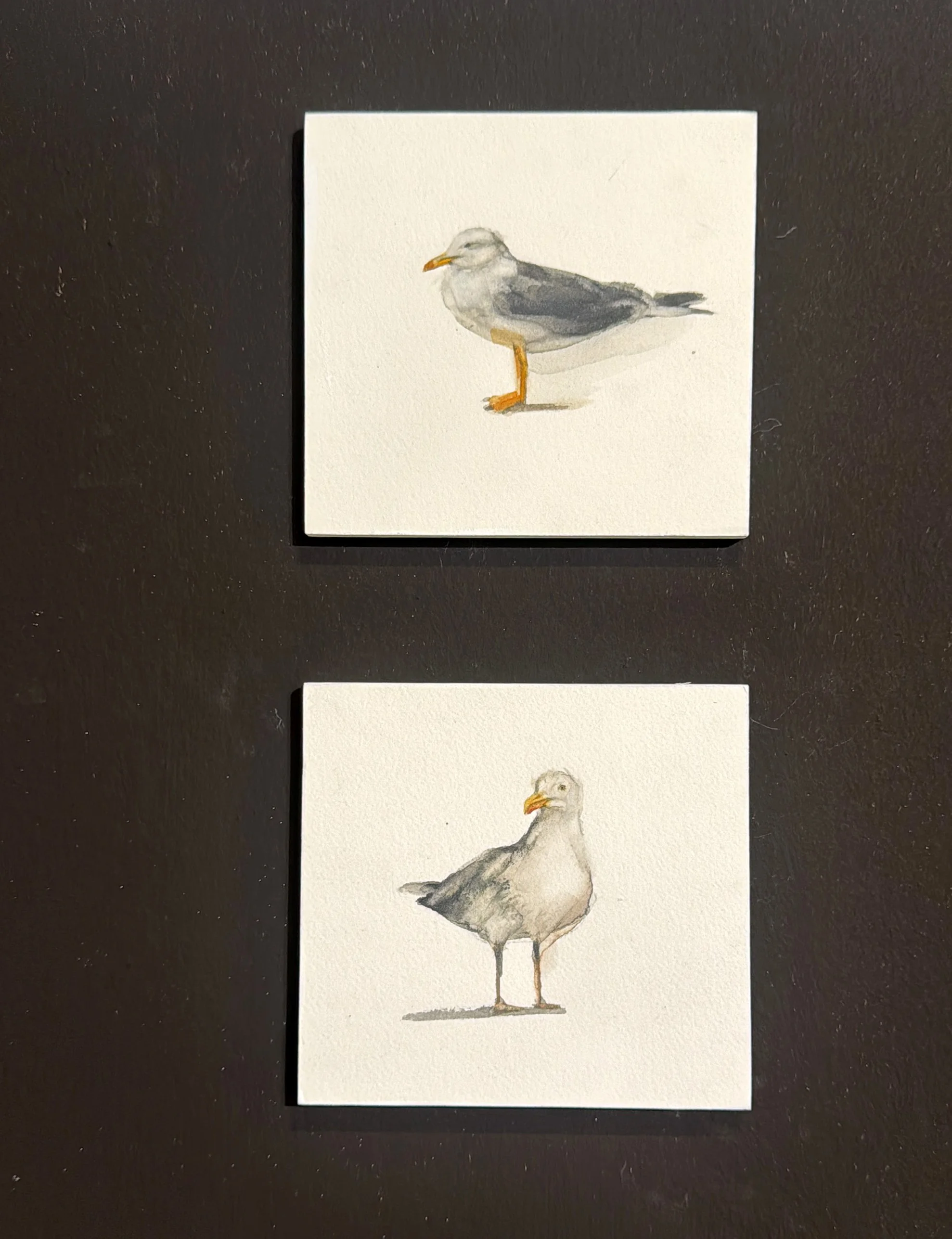 gaviotas.jpg