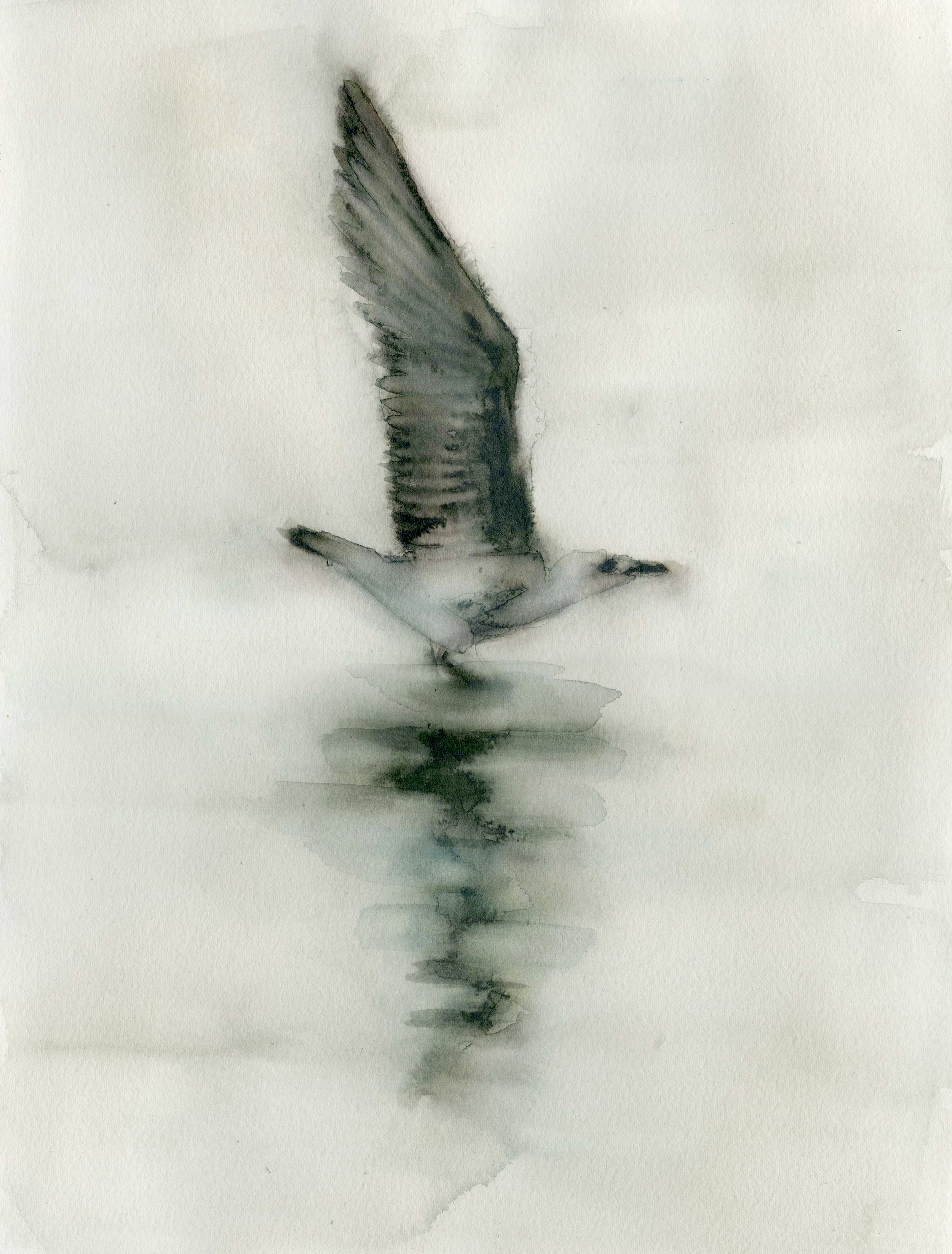 gaviota volando.jpg