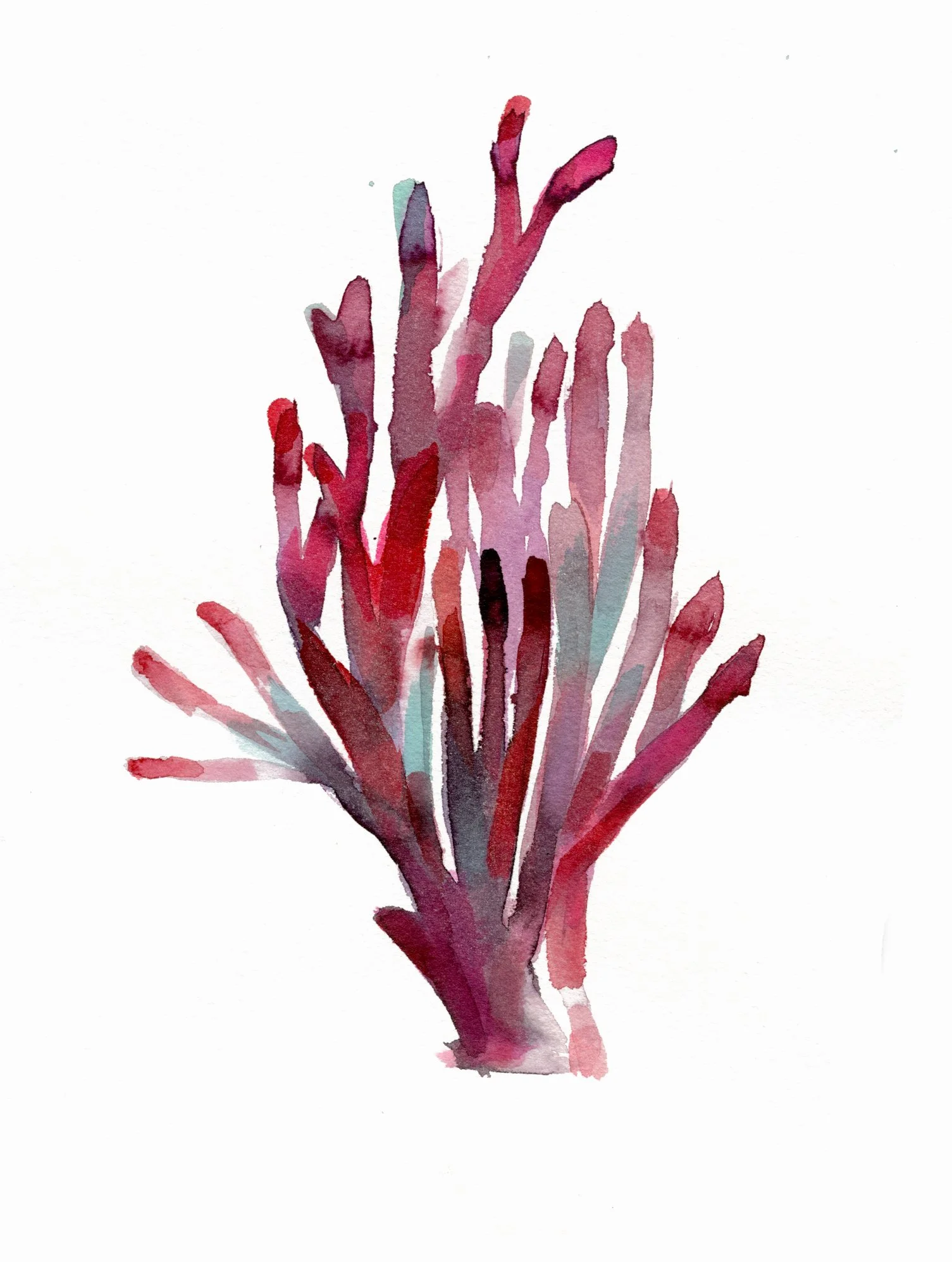 coral4.jpg