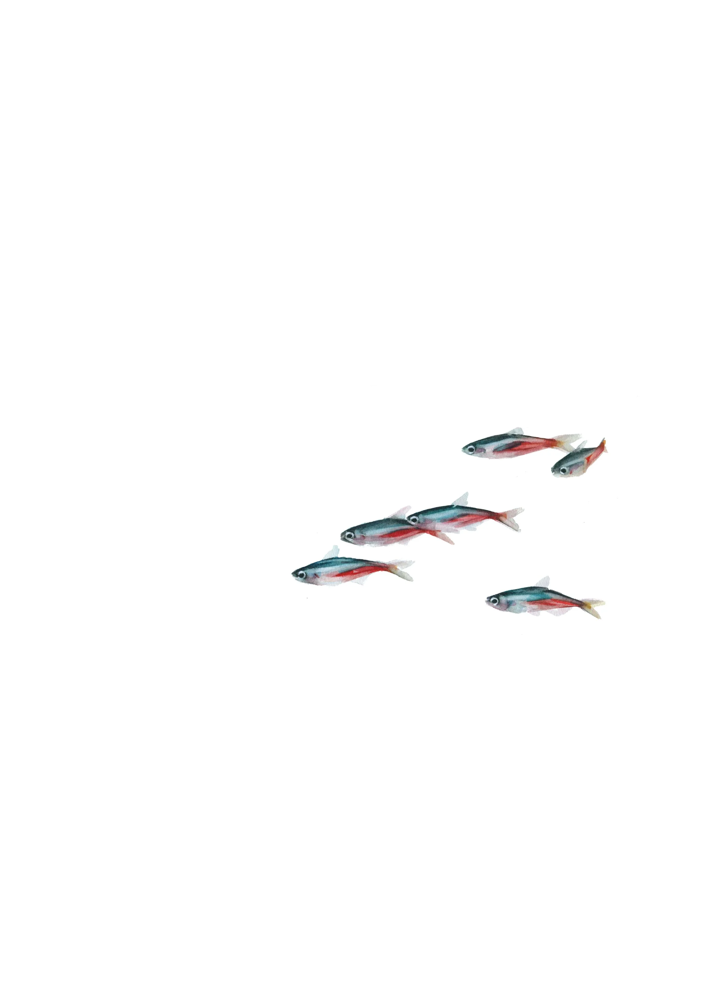 peces neón.jpg