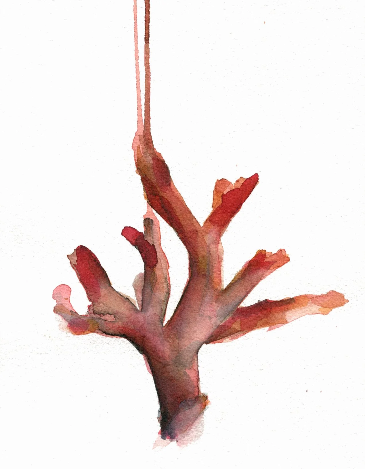 Coral Rojo II