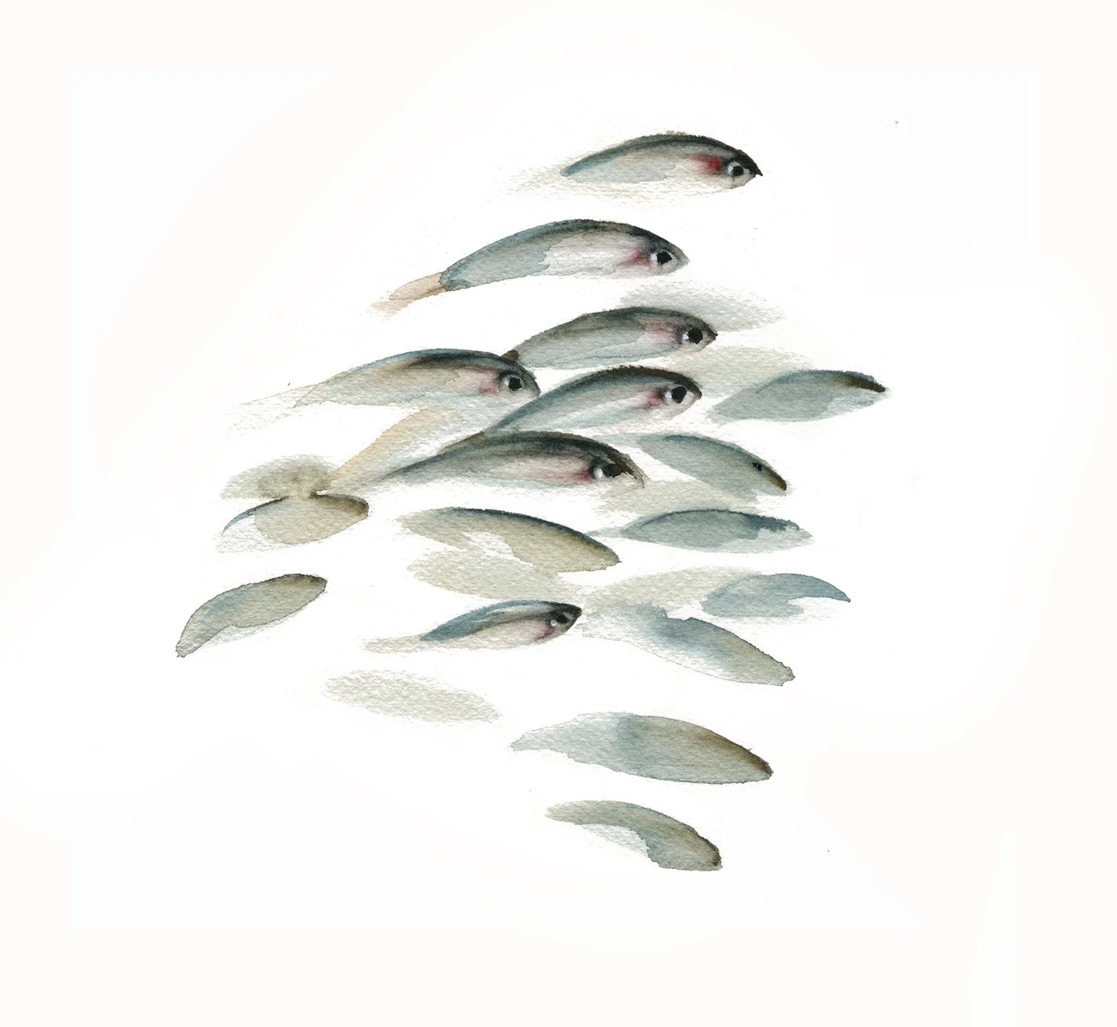 Banco de peces 1
