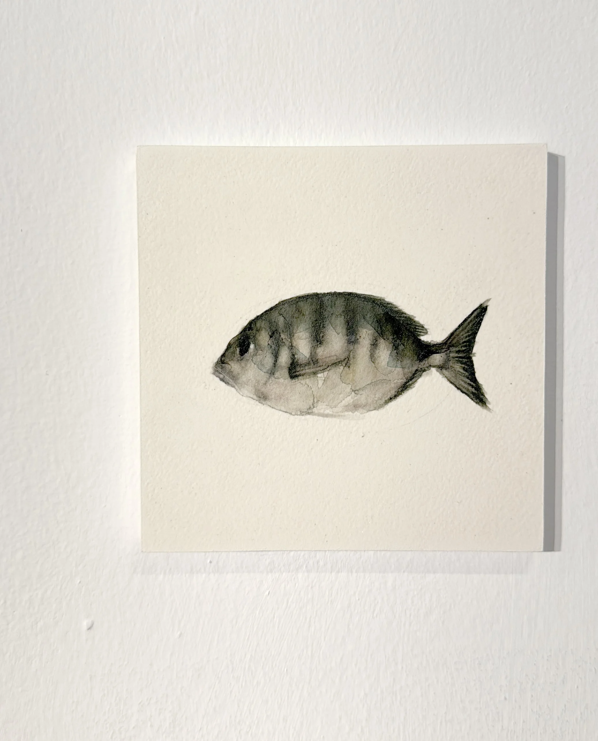 mojarra.jpg