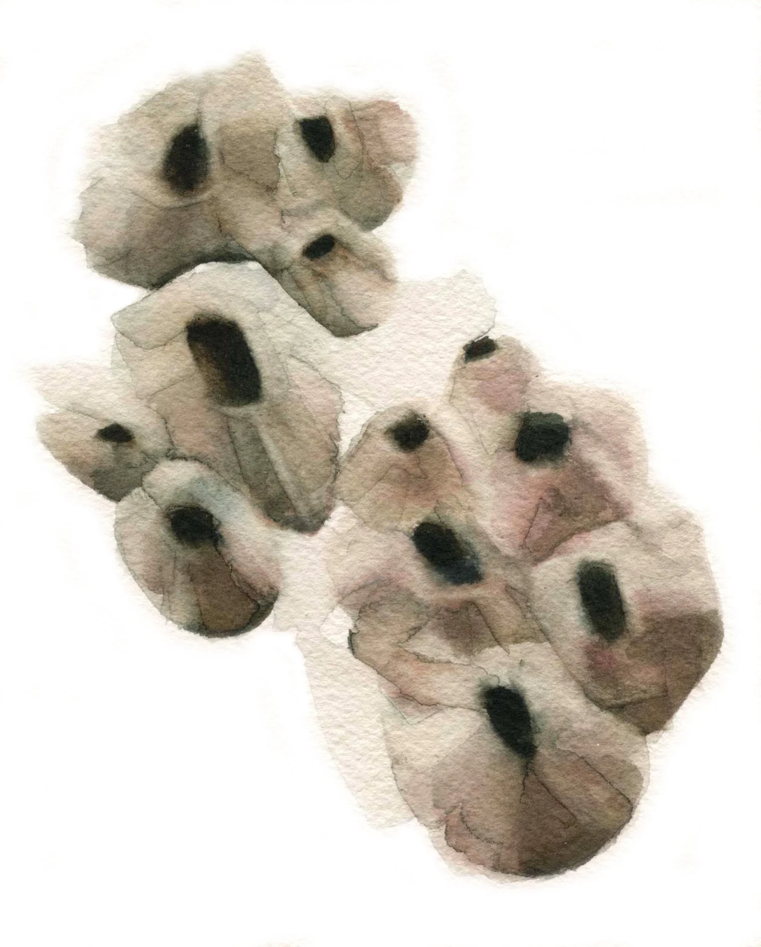 Bellotas de Mar