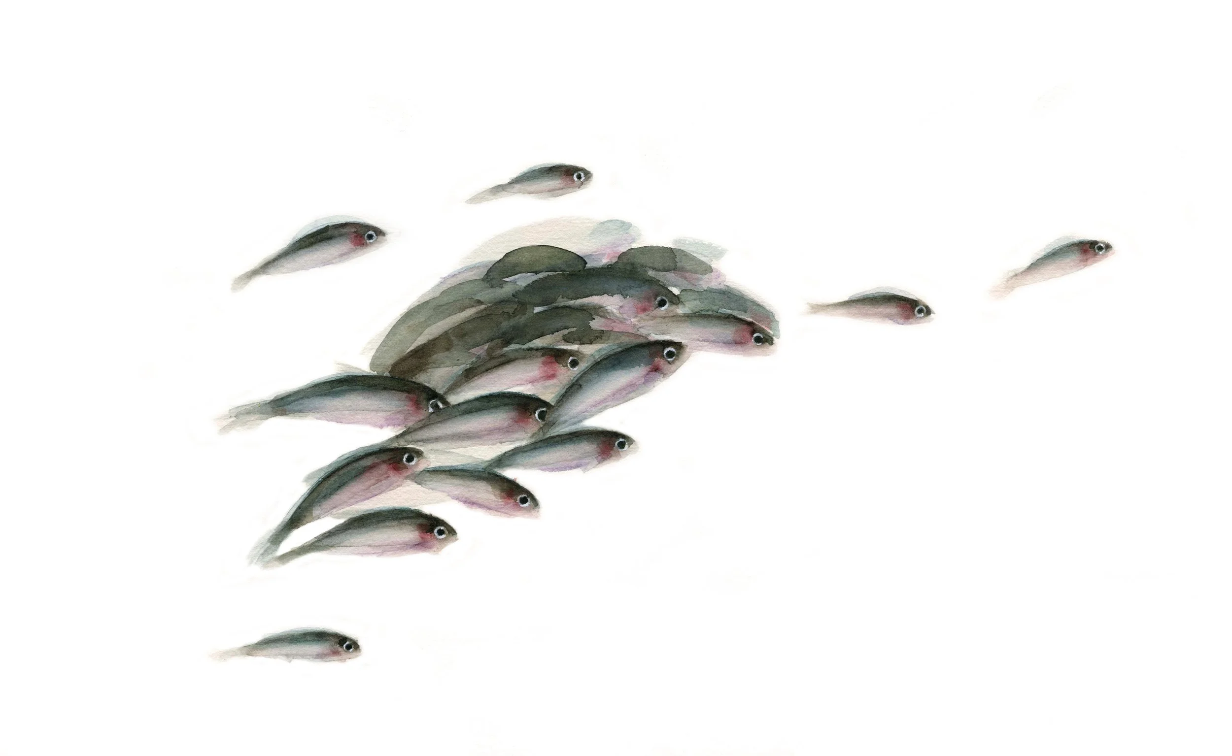 Banco de peces 2