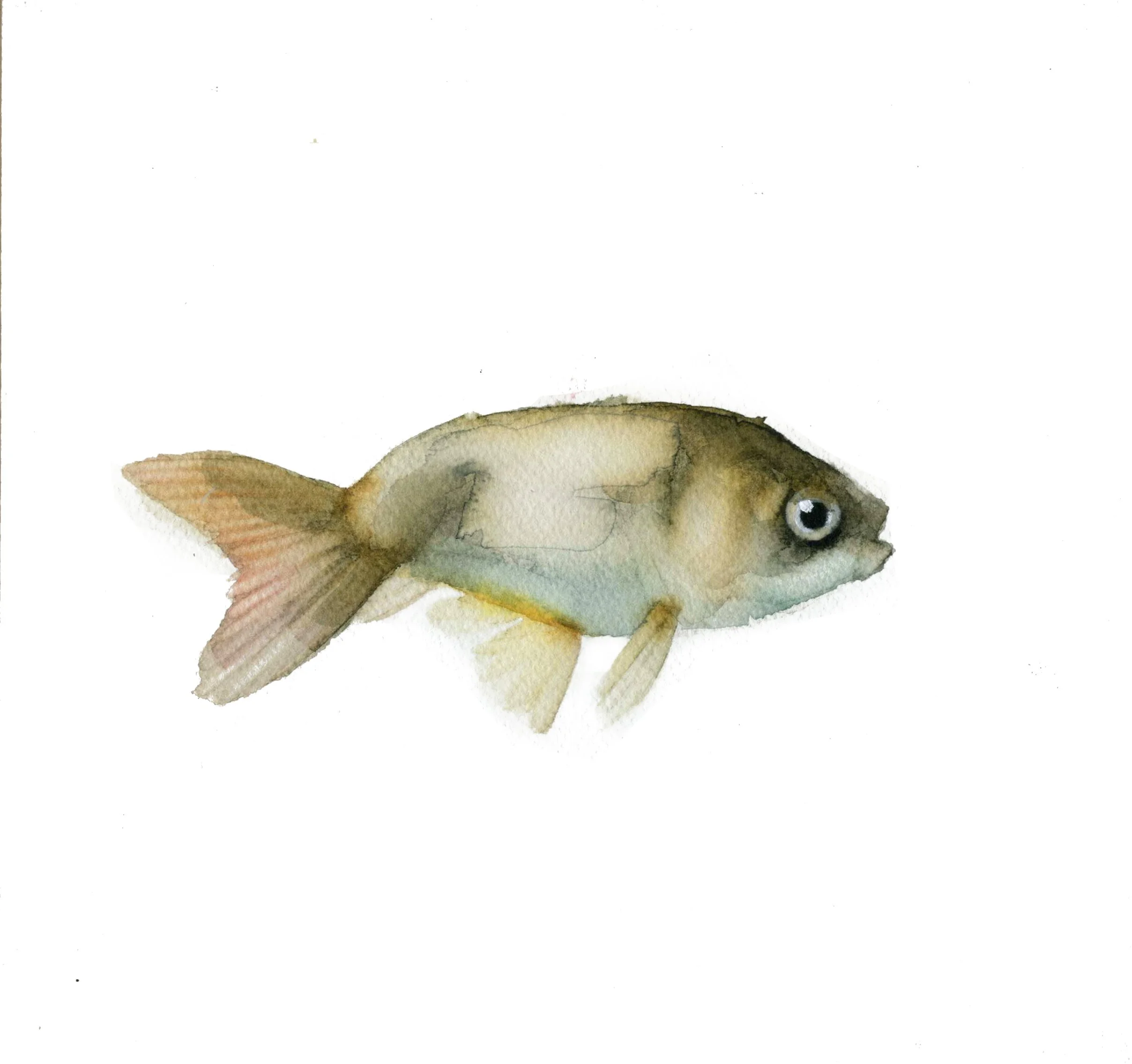 PEZ -25.jpg