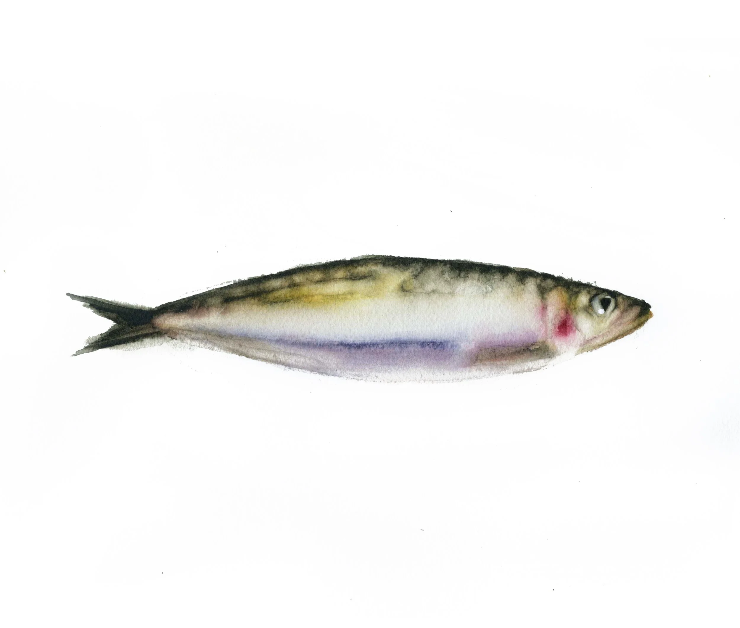 sardina pez 27.jpg