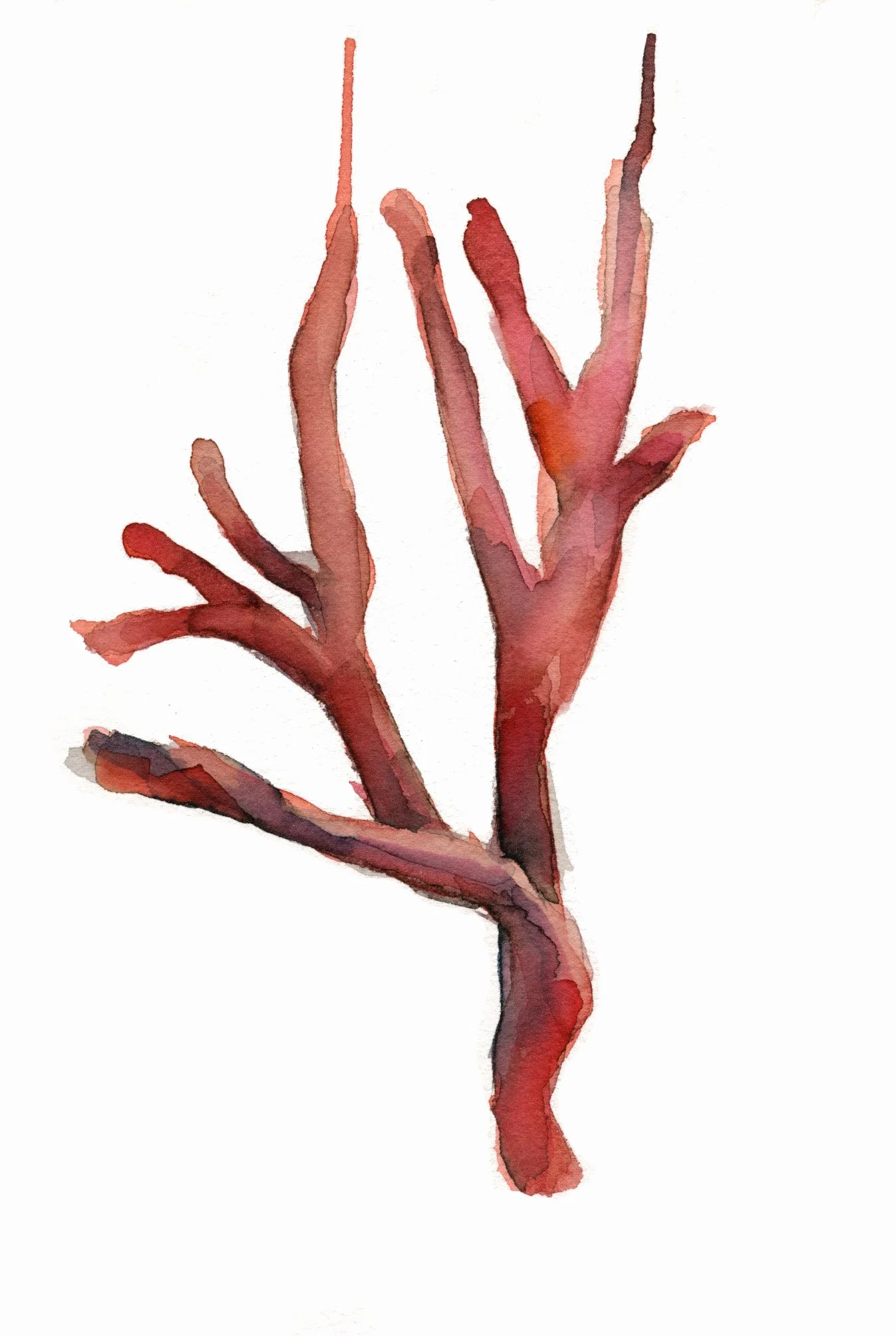 coral2.jpg