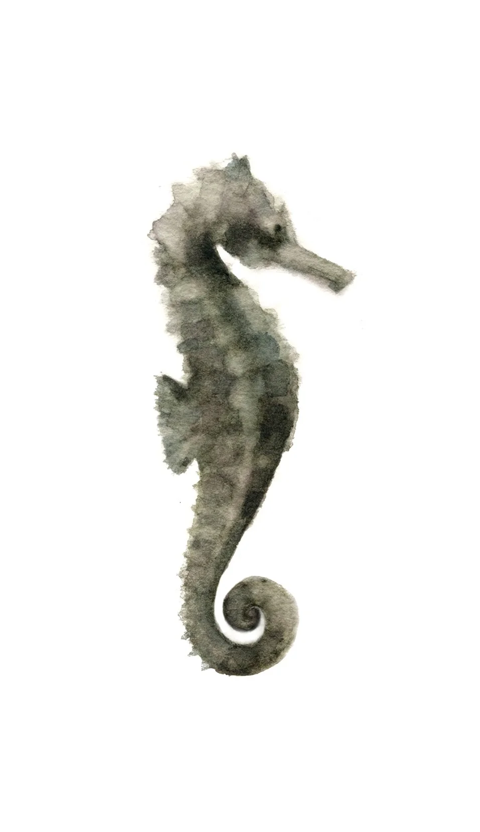 Caballito de mar
