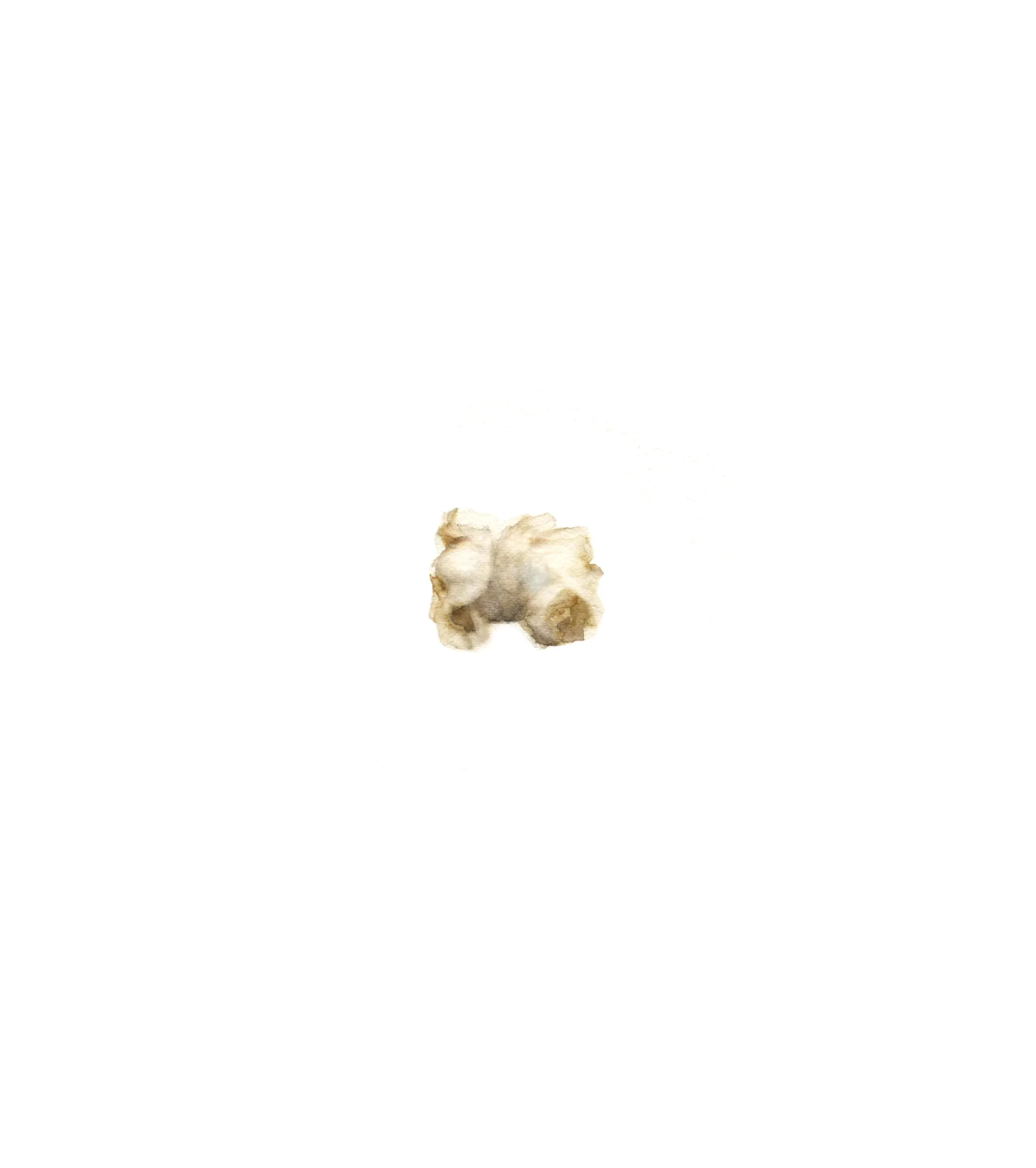 Palomita
