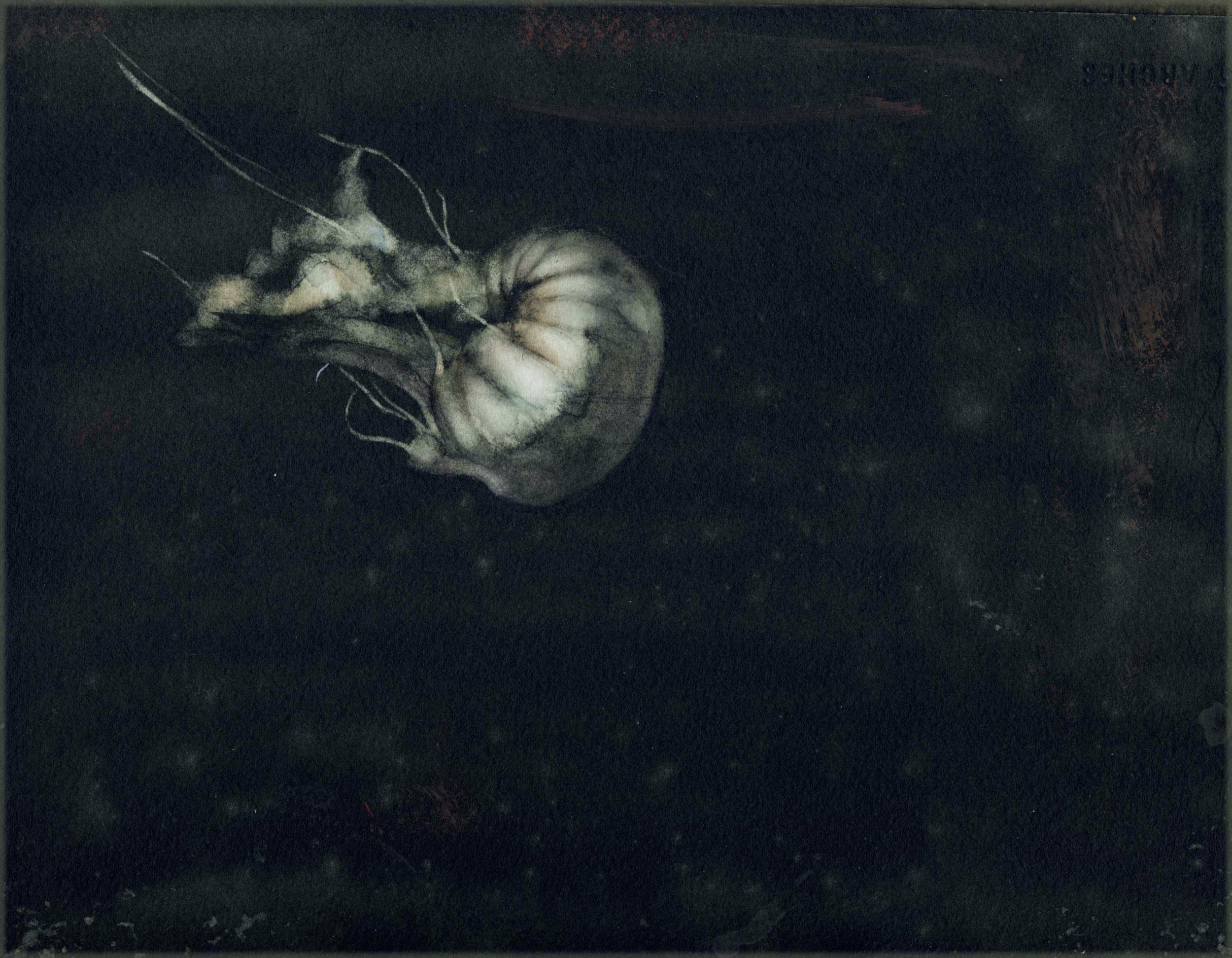 Medusa con fondo negro
