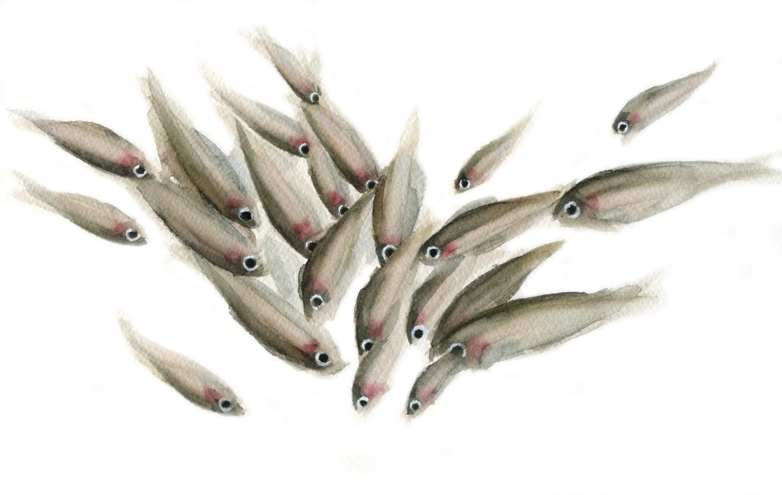 HOLAQUERIDA_BANCOPECES_6.jpg