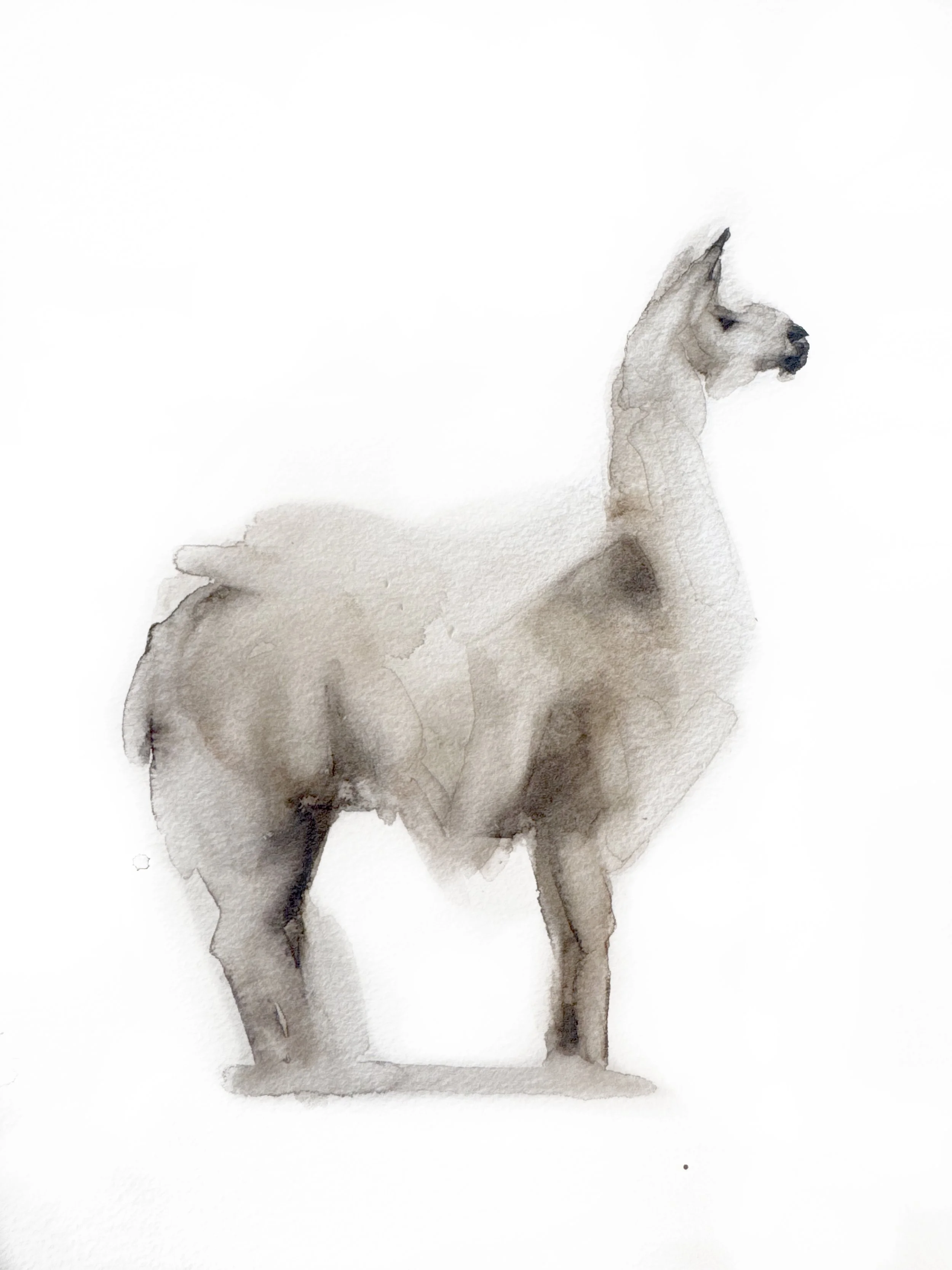 llama.jpg