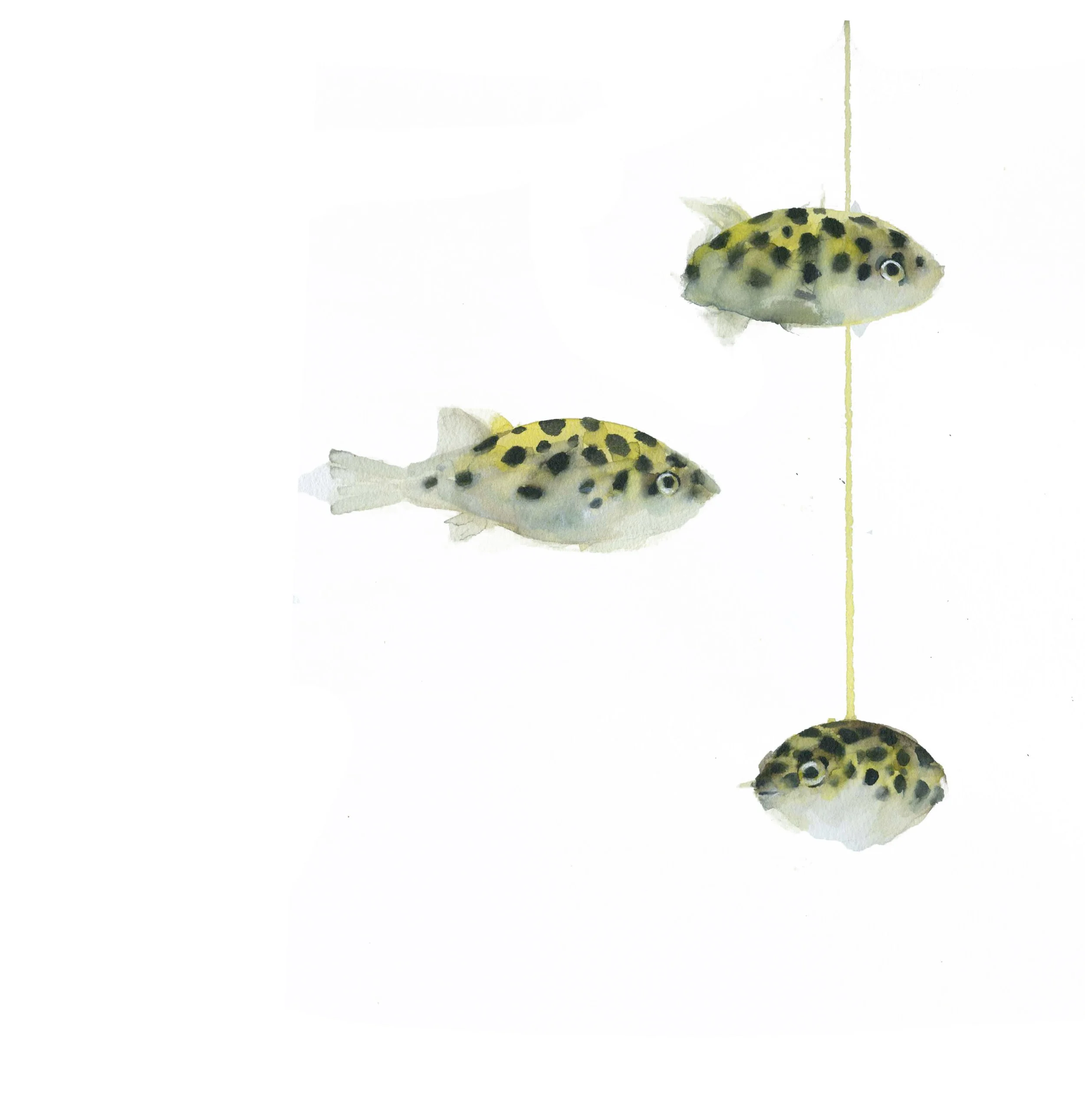 peces globo.jpg