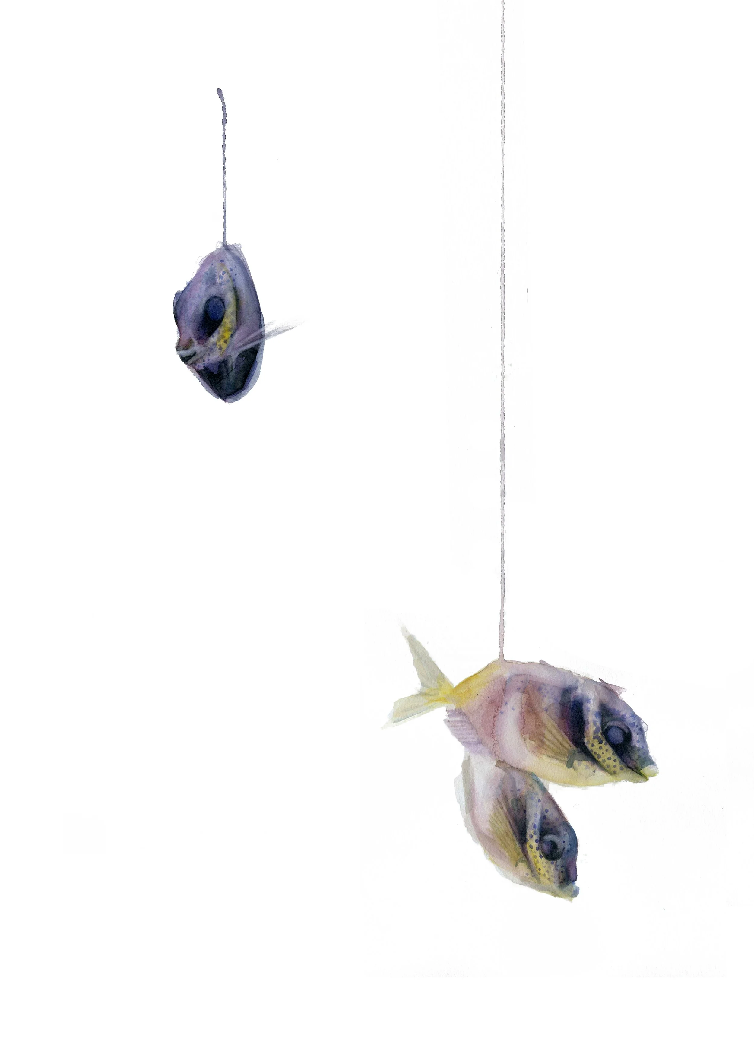 Peces morados.jpg