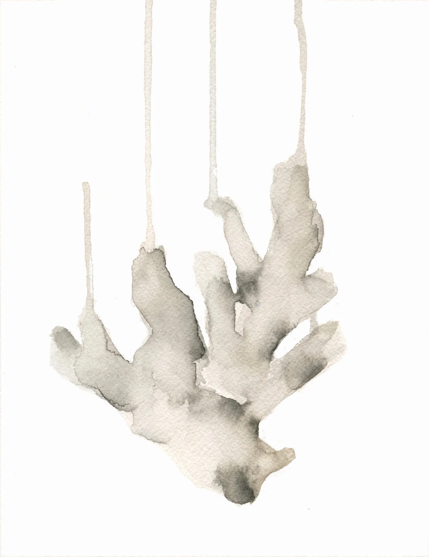 coral blanco.jpg