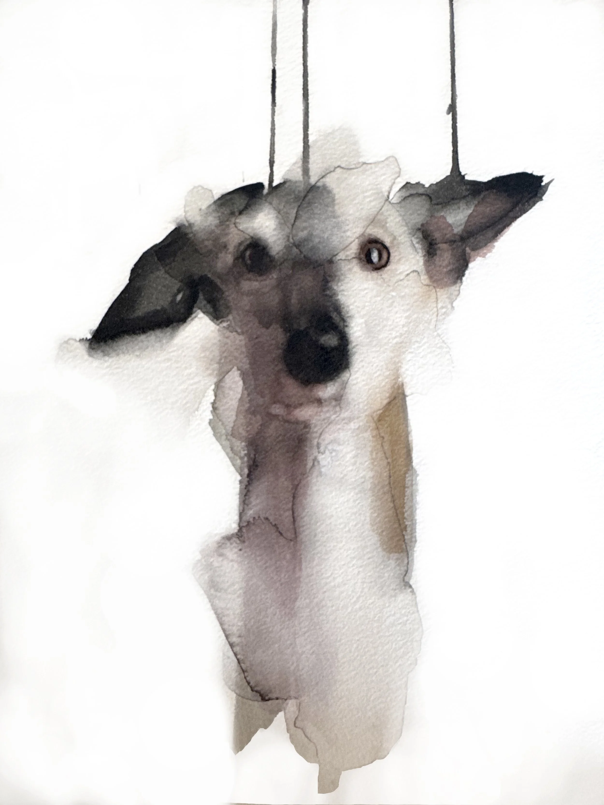 Perro
