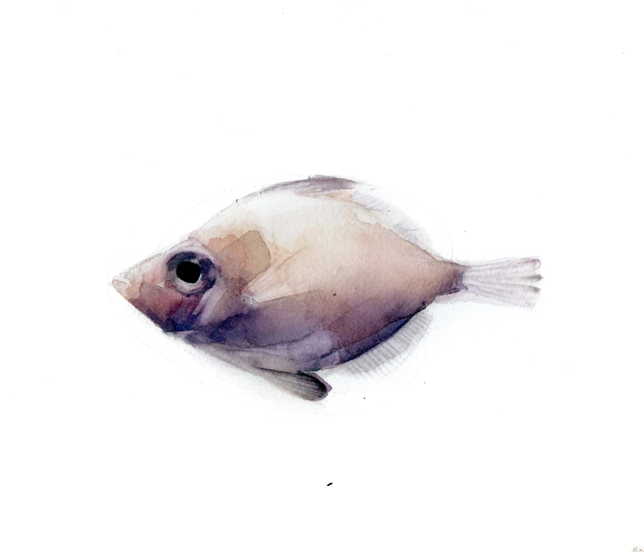 Pez 1