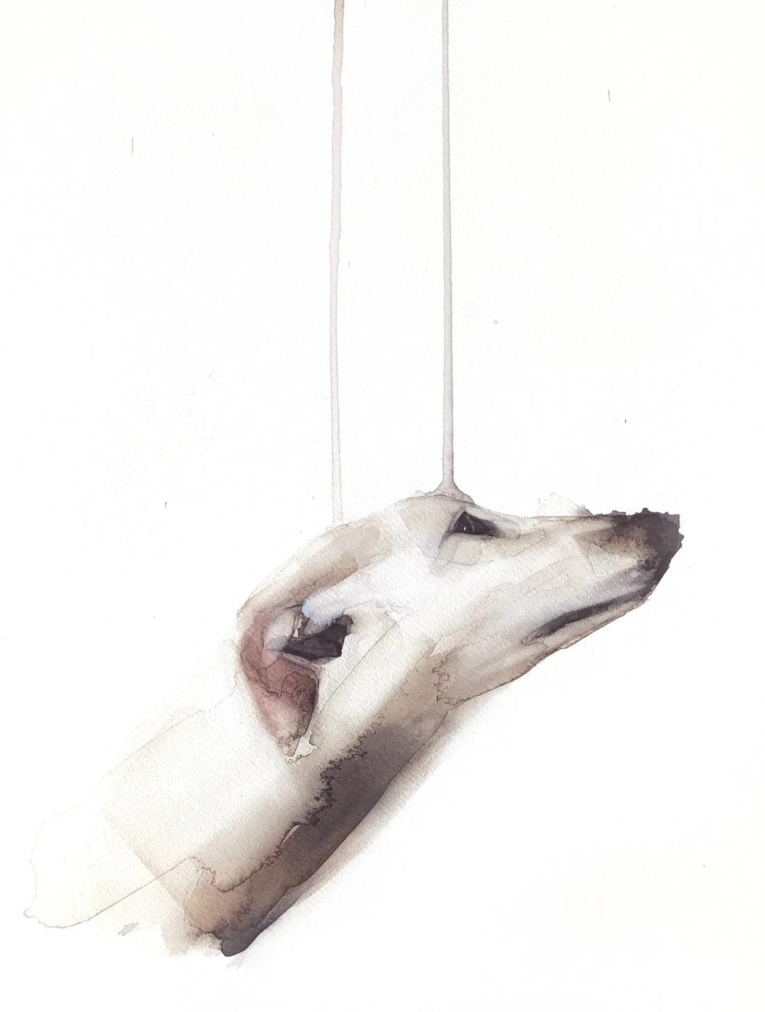 Galgo