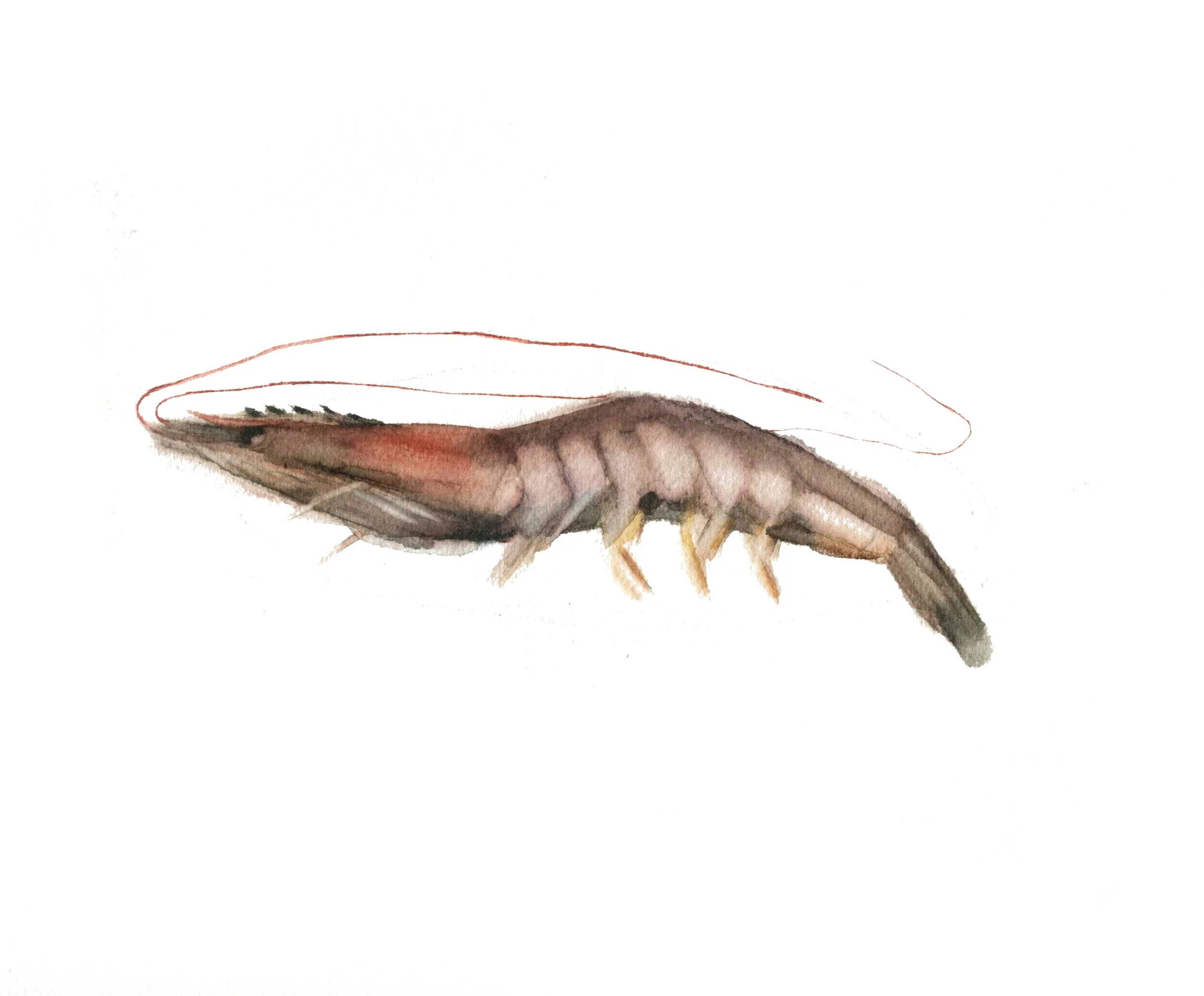 Langostino
