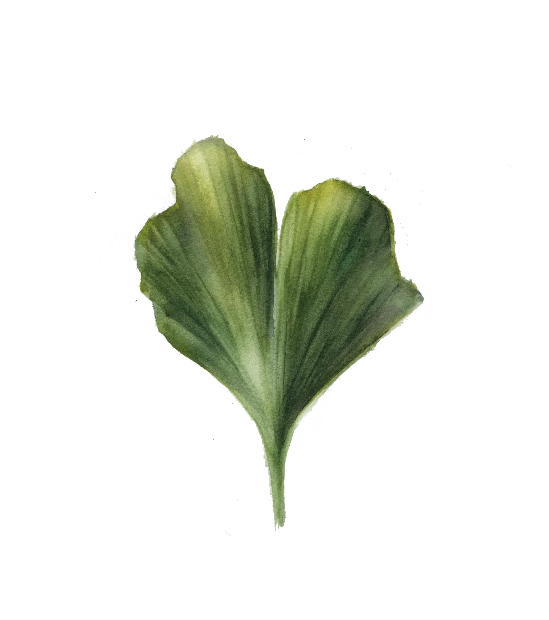 Ginko
