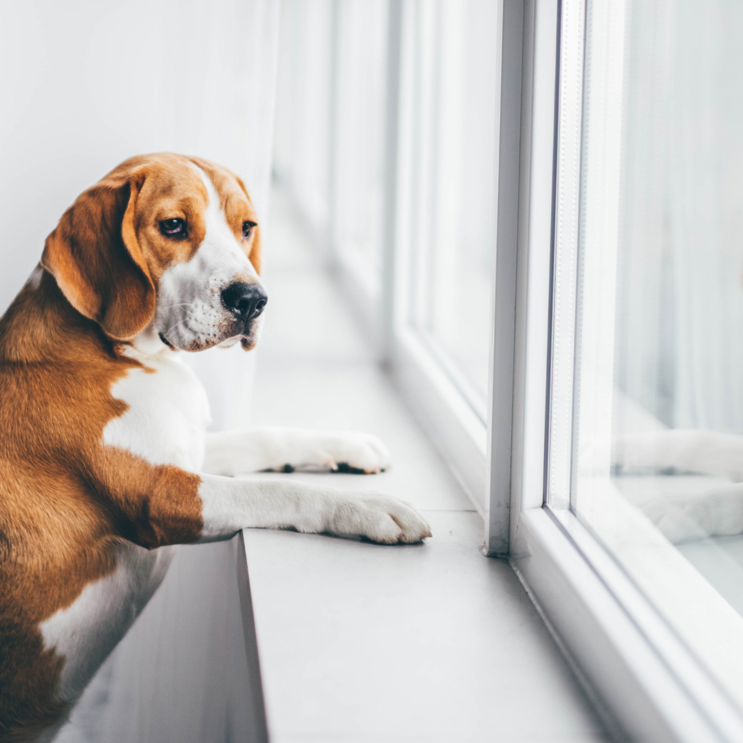 How to Reduce Excessive Barking Without Punishment