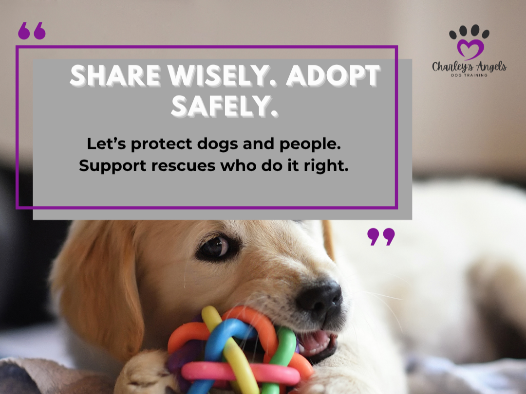 What ‘Needs a Home’ Posts Don’t Always Tell You

 