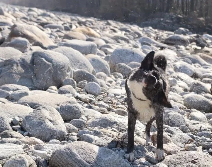 Eine Hunds-Hitze