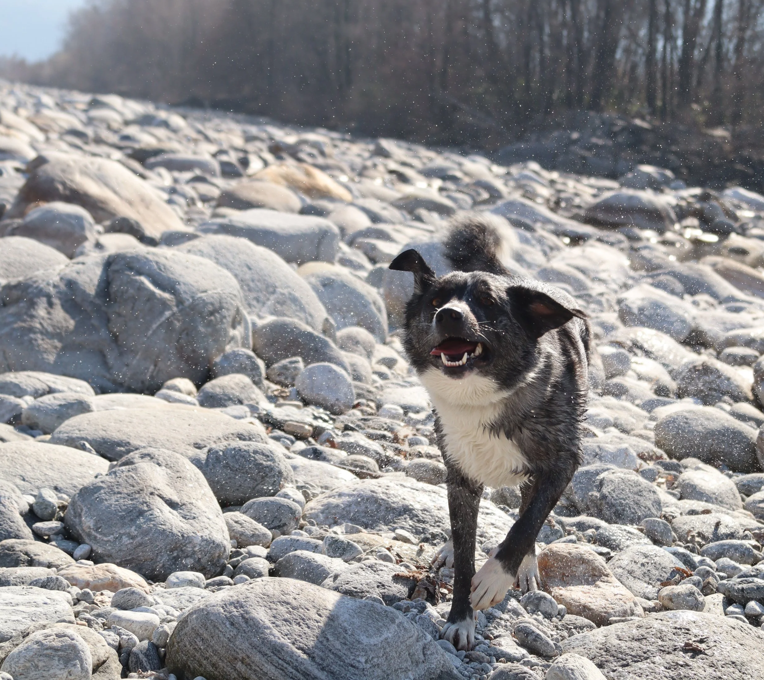 Hunds-Hitze