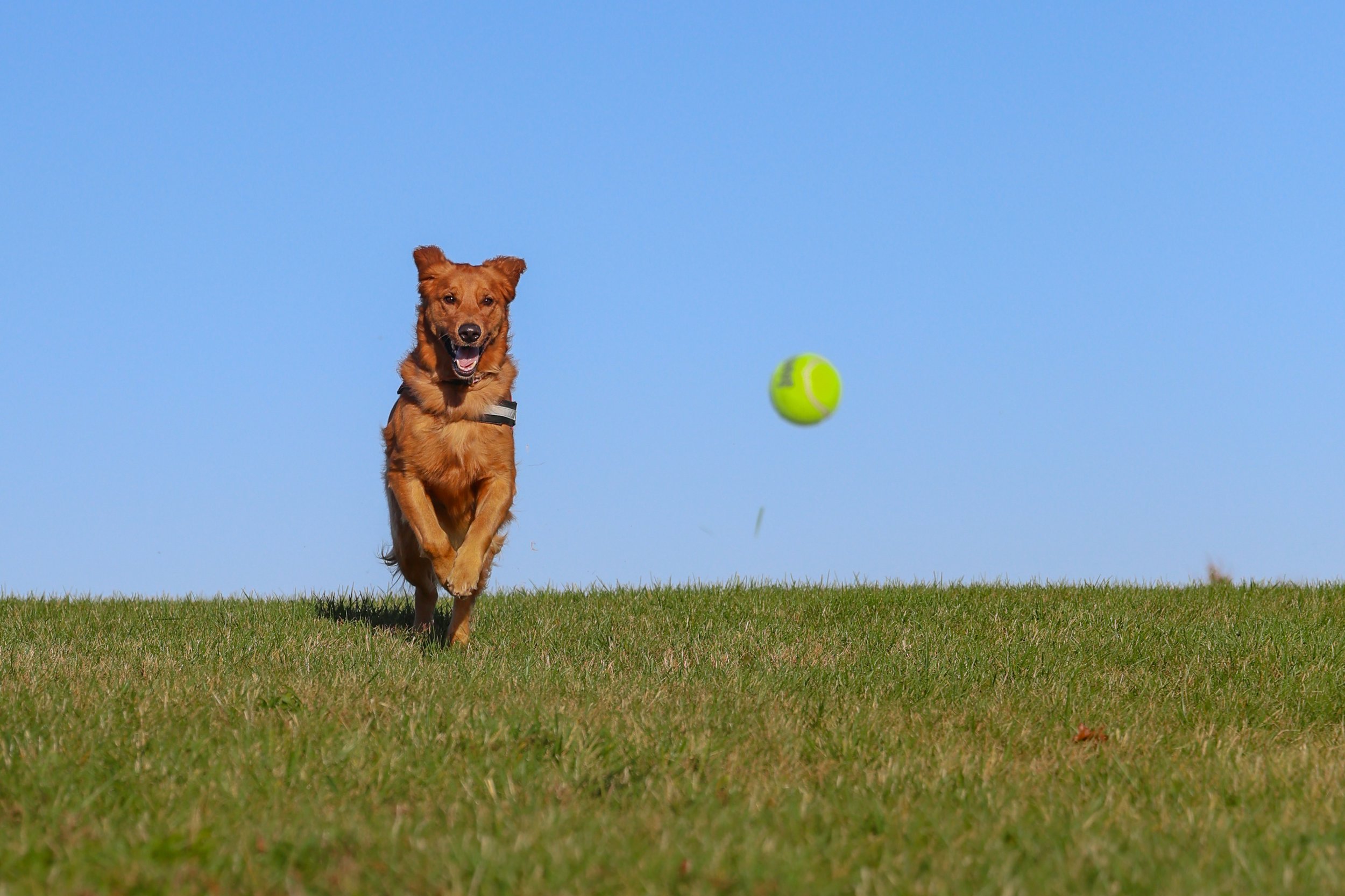 Dog running on grass with a tennis ball in midair against a clear blue sky.
