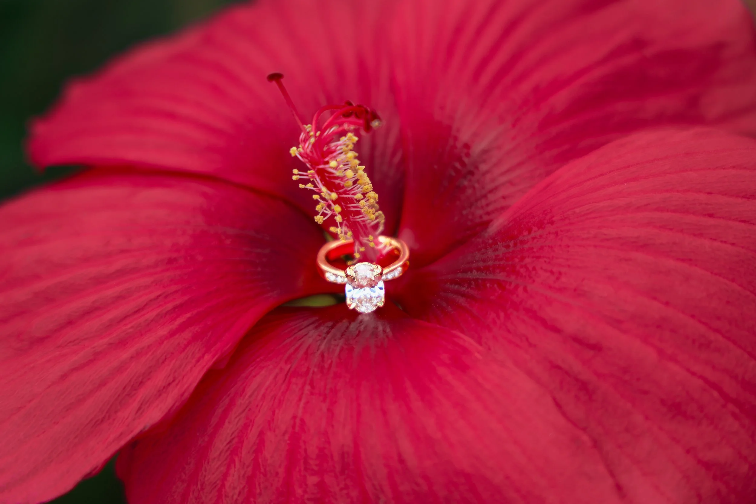 Close-up of a pink hibiscus flower with a diamond engagement ring placed at its center during wedding engagement photography session in Carmel, Indiana.