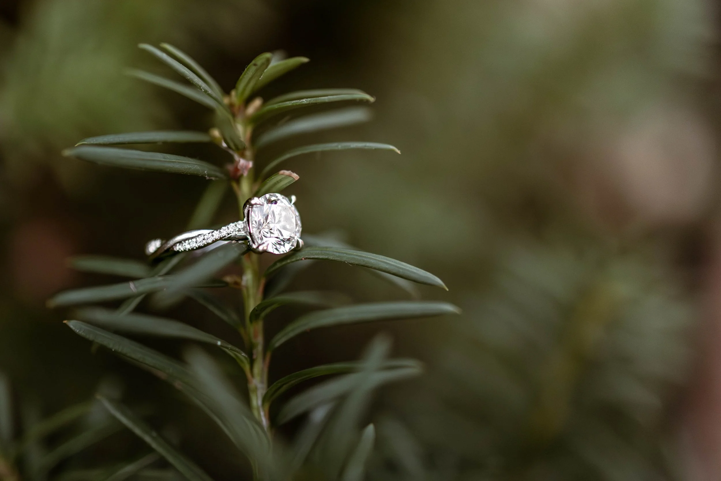Close-up of a diamond engagement ring resting on a green, needle-like plant during Indianapolis engagement session for photography