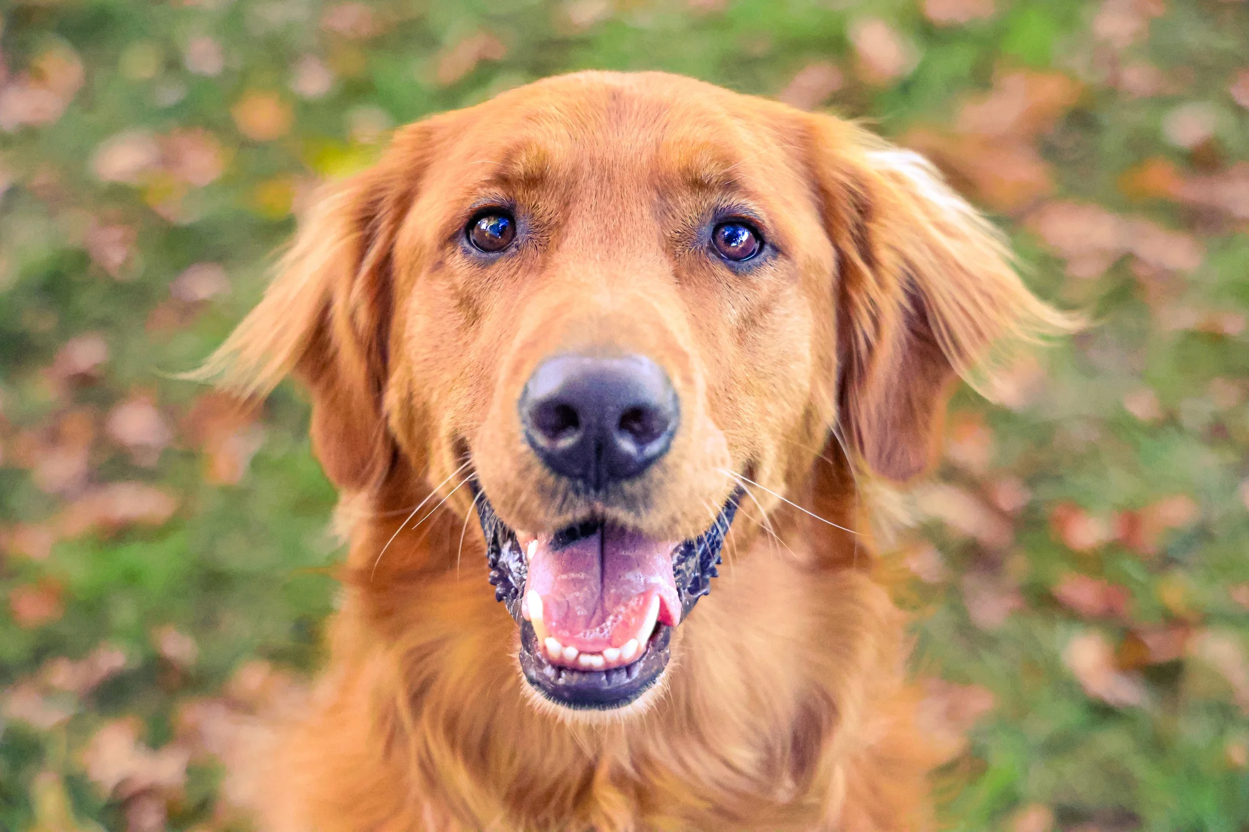 Close-up of a happy Golden Retriever dog outdoors on grass with leaves, looking at the camera with mouth open.