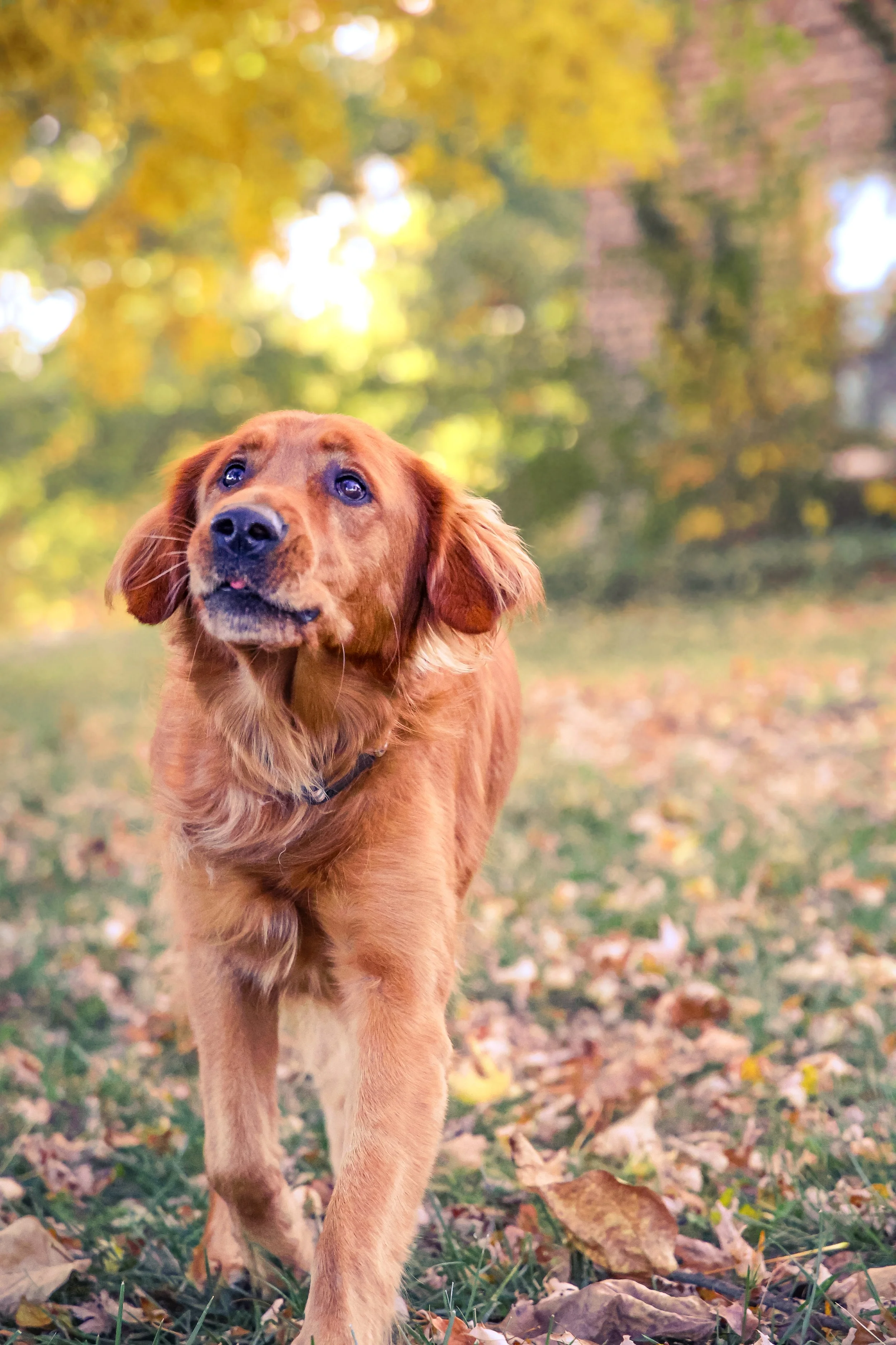 A golden retriever walking outdoors on a fall day with yellow and orange leaves on the ground and trees with green and yellow leaves in the background.