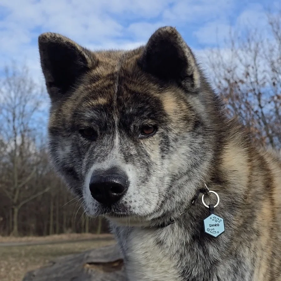 Woofit.cz: Jak jsme díky kreativnímu systému Nifty 5R Creative Engine zvýšili tržby o 80 % za pouhé 3 měsíce 🚀