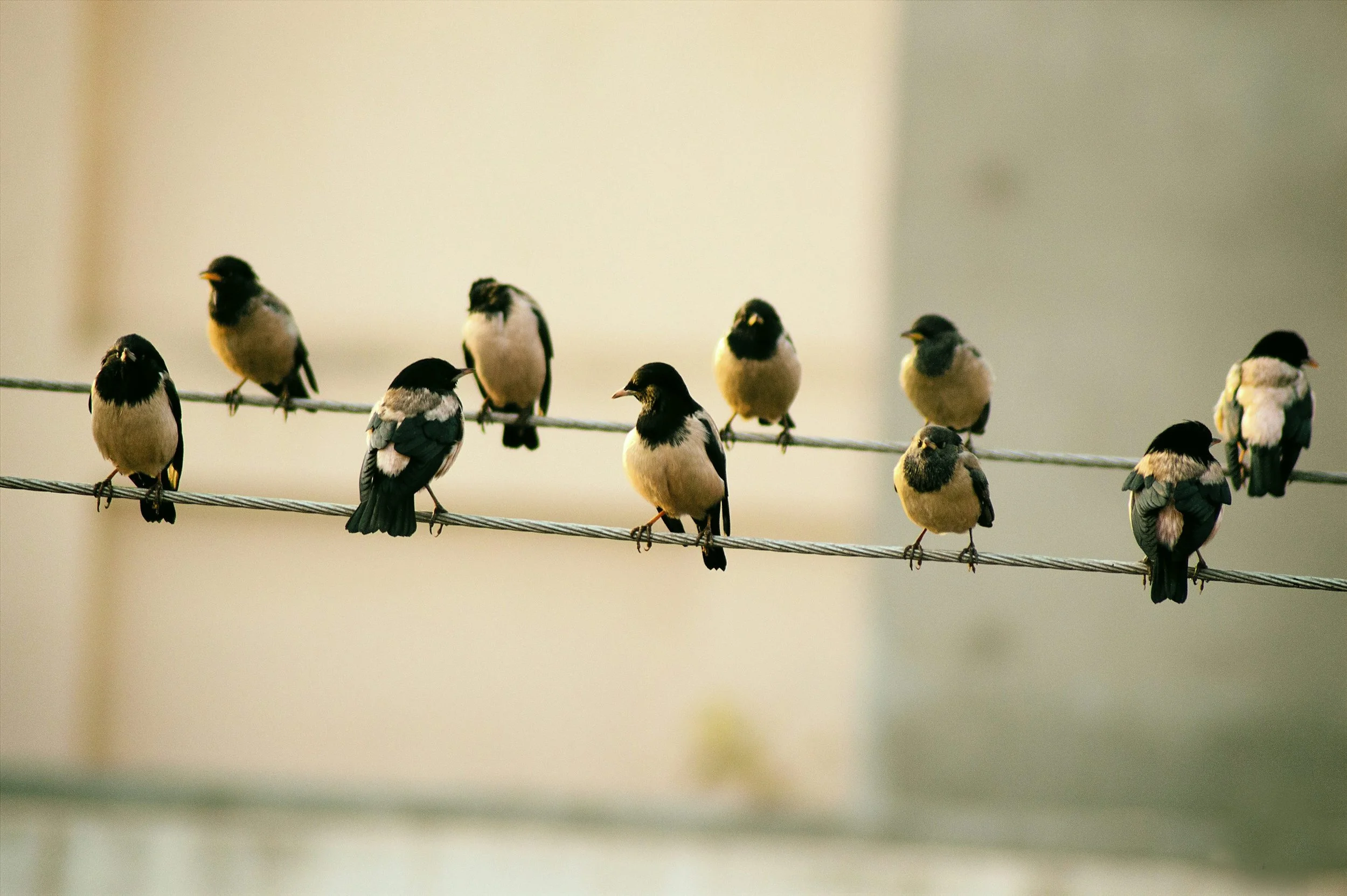 Two Poems by Sarah B. Cahalan