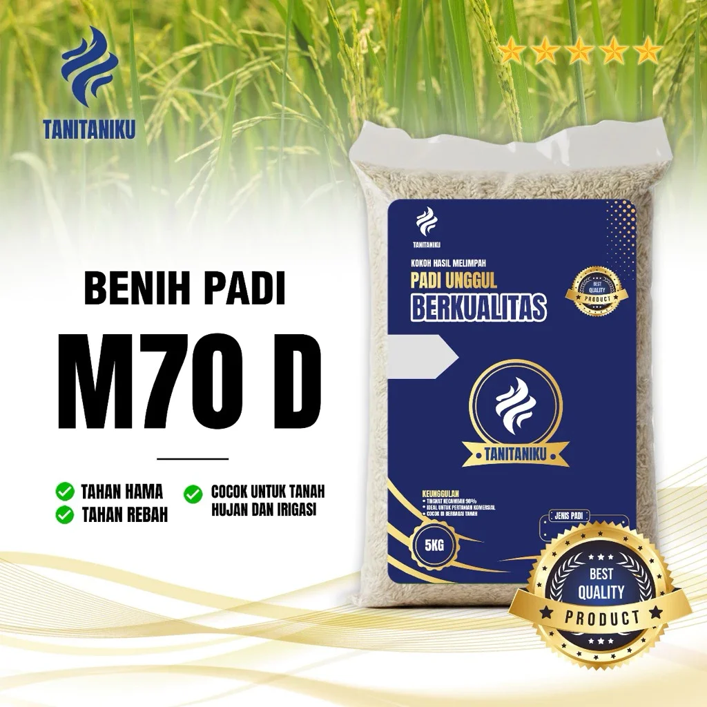 BENIH PADI BIBIT PADI( panen 60 hari super genjah ) M70 KUALITAS UNGGUK KEMASAN 5 KG