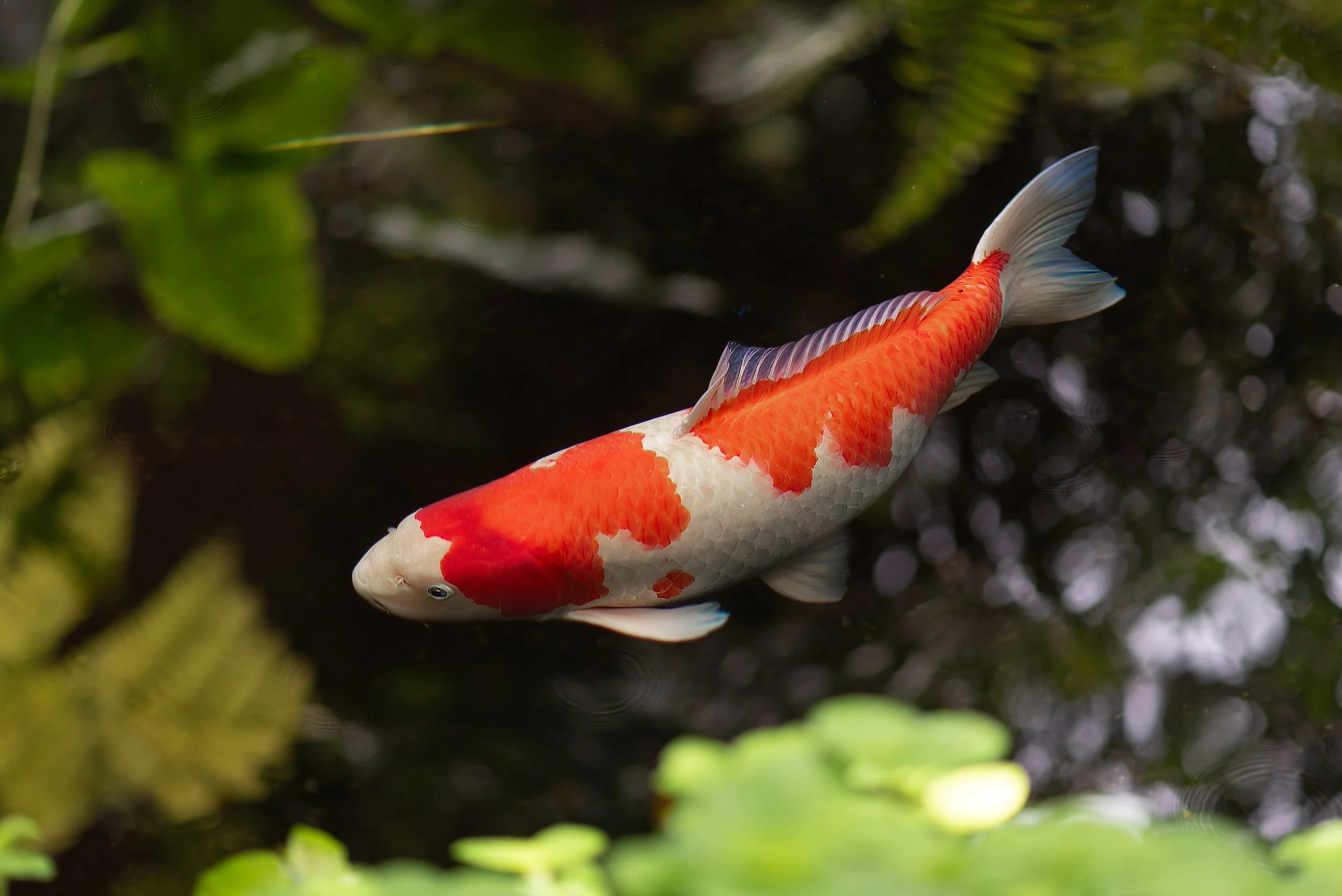 Preventing disease in koi fish