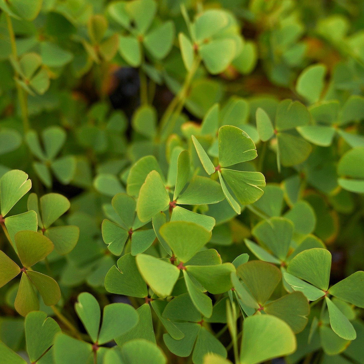 untuk informasi lebih lanjut www.agribisnisinfo.com/aquascape/marsilea-quadrifolia