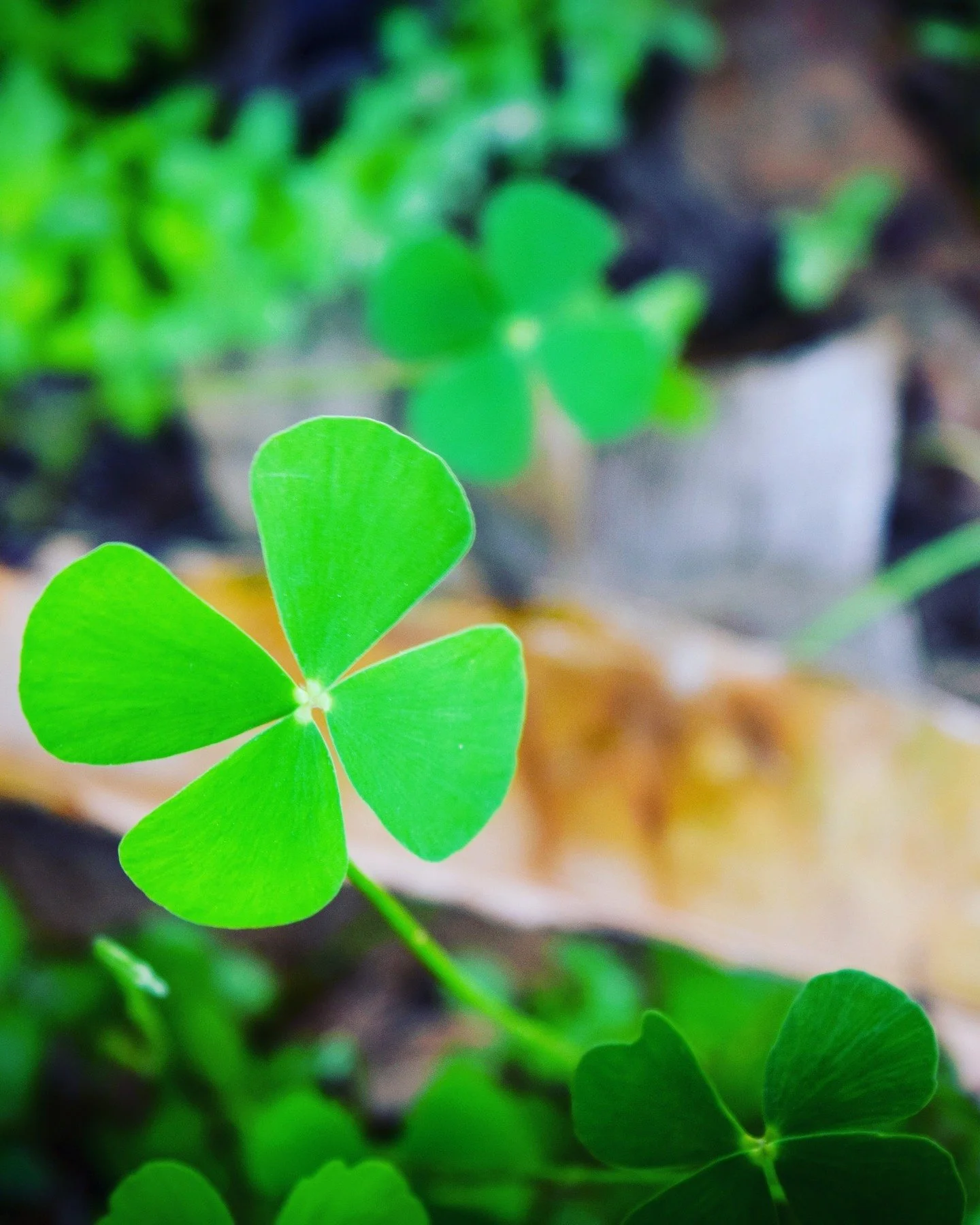 Marsilea crenata

info selengkapnya 
https://www.agribisnisinfo.com/aquascape