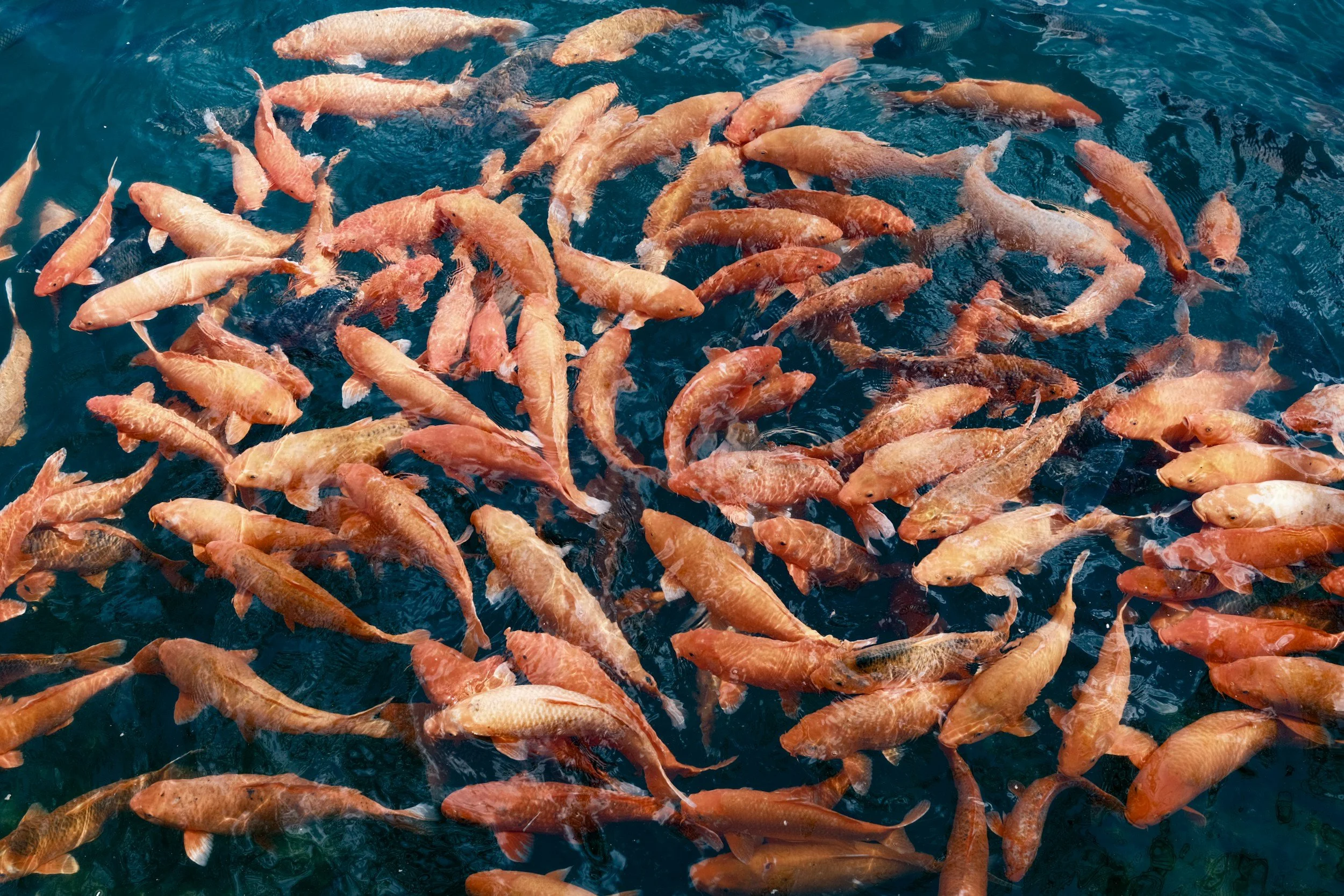 Keuntungan budidaya ikan sistem RAS (Recirculating Aquaculture Systems)